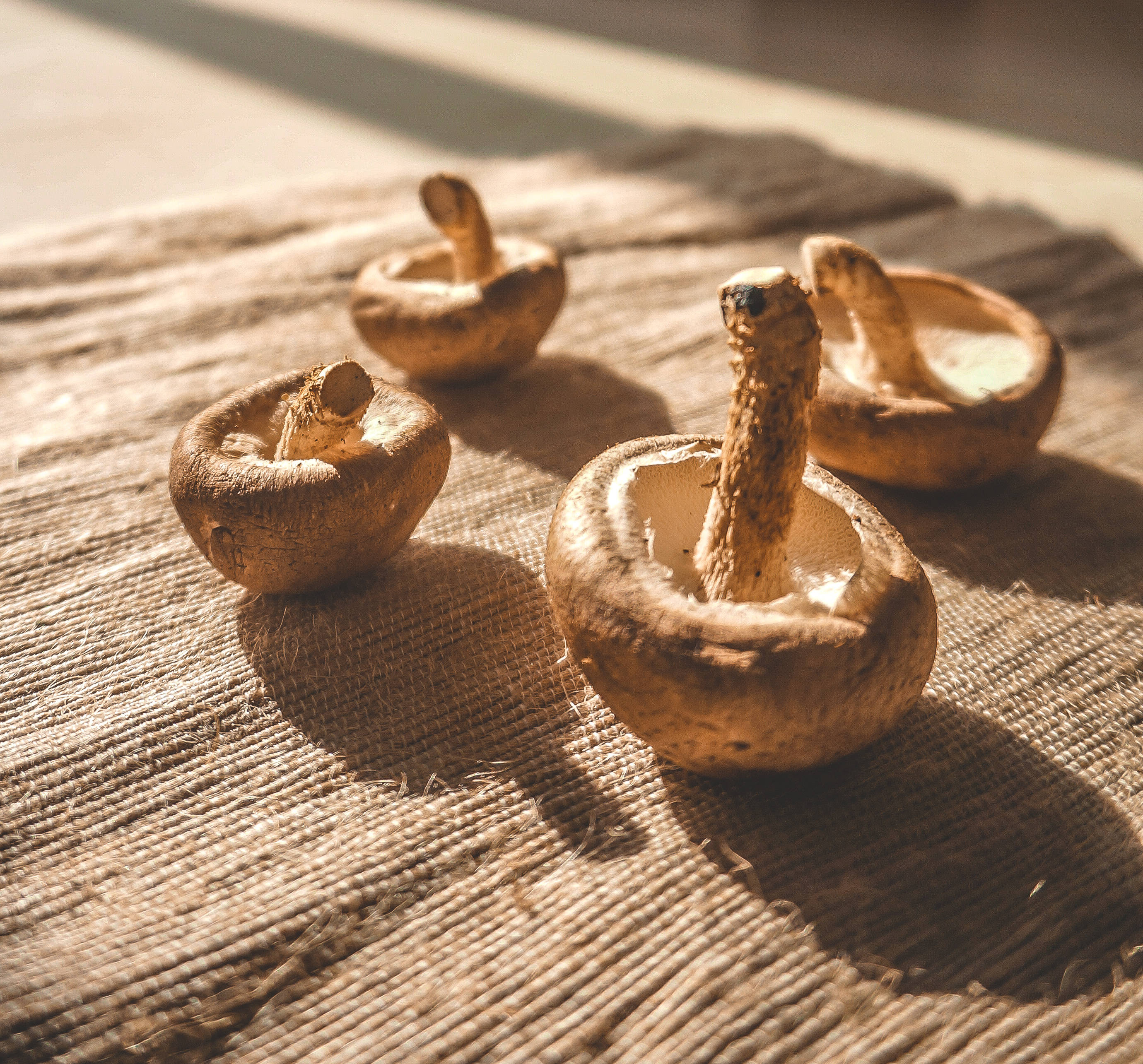 Mushroom 桌布 壁紙 — 四粒乾蘑菇放在粗糙的麻布上，沐浴在溫暖的金色陽光下，投下柔和的陰影。