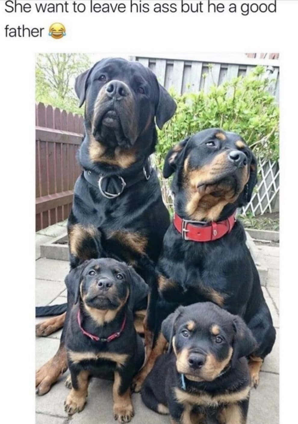 Pet Memes 桌布 壁紙 — 四隻不同大小的羅威納犬一起坐在露臺上，身後有綠植和圍欄。