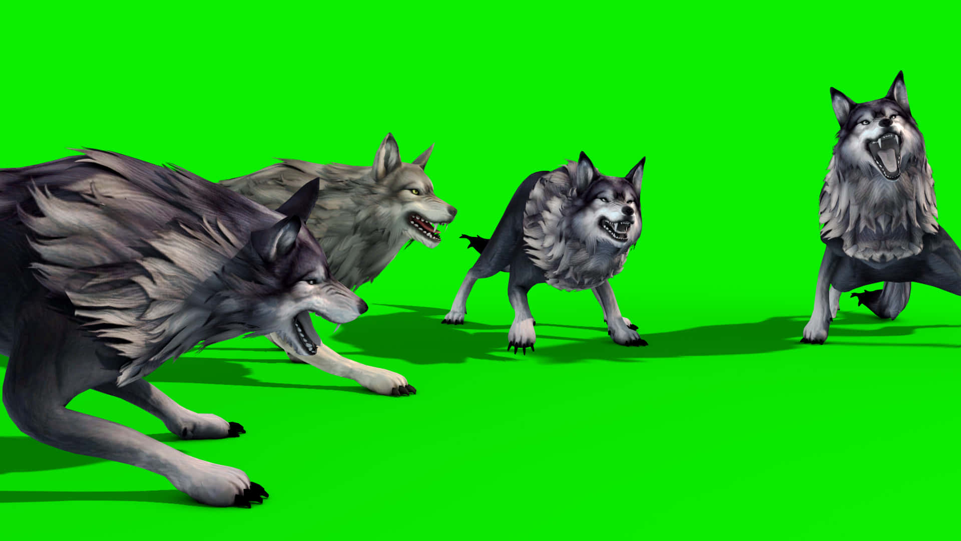 Wolf Attack 桌布 壁紙 — 四隻兇猛的狼，毛髮細緻，露出牙齒，在純綠色螢幕背景上向前衝。