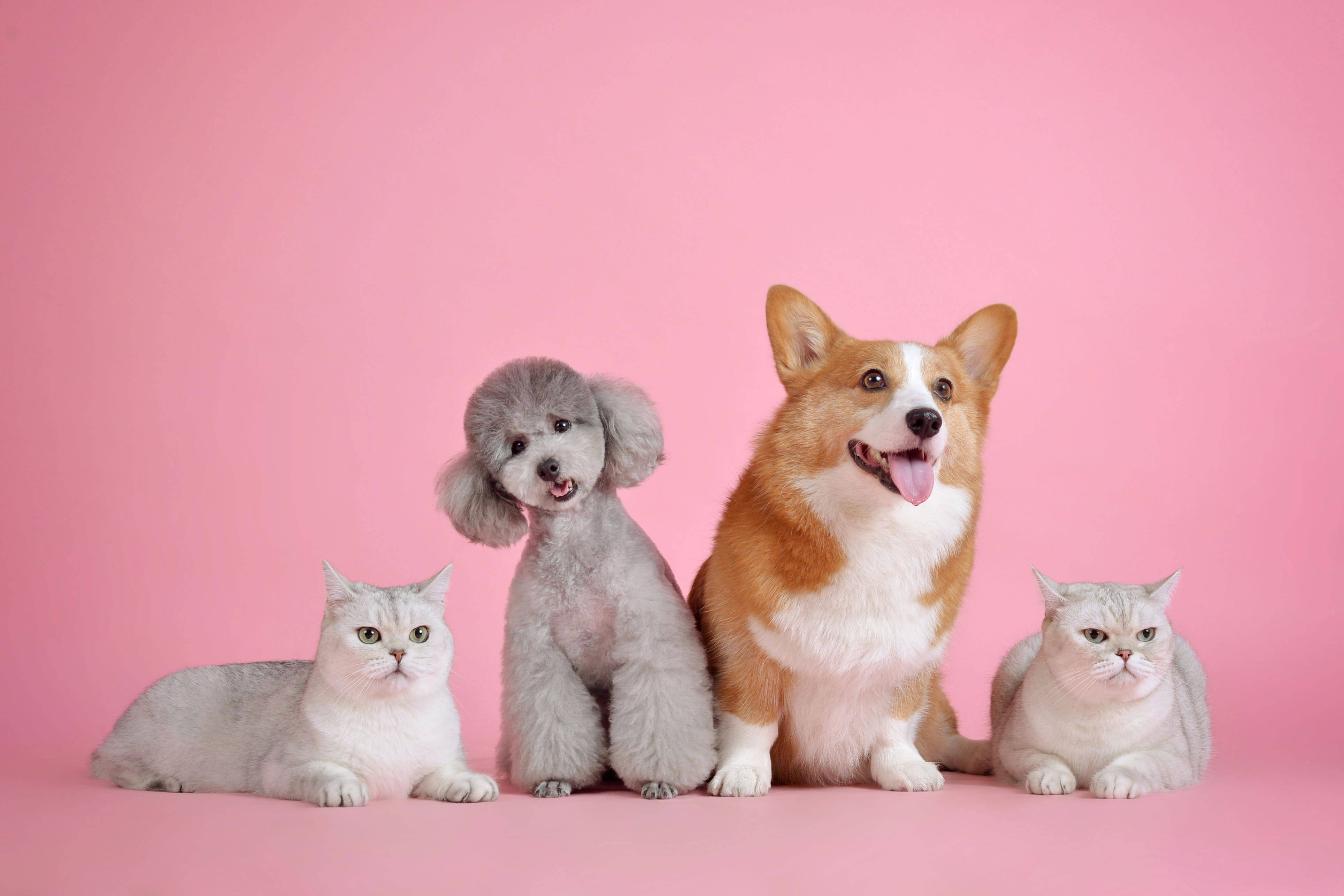 animals 桌布 壁紙 — 四隻可愛寵物，一隻灰色貴賓狗、一隻柯基犬和兩隻銀色貓咪，在純粉紅色背景前一起擺姿勢。