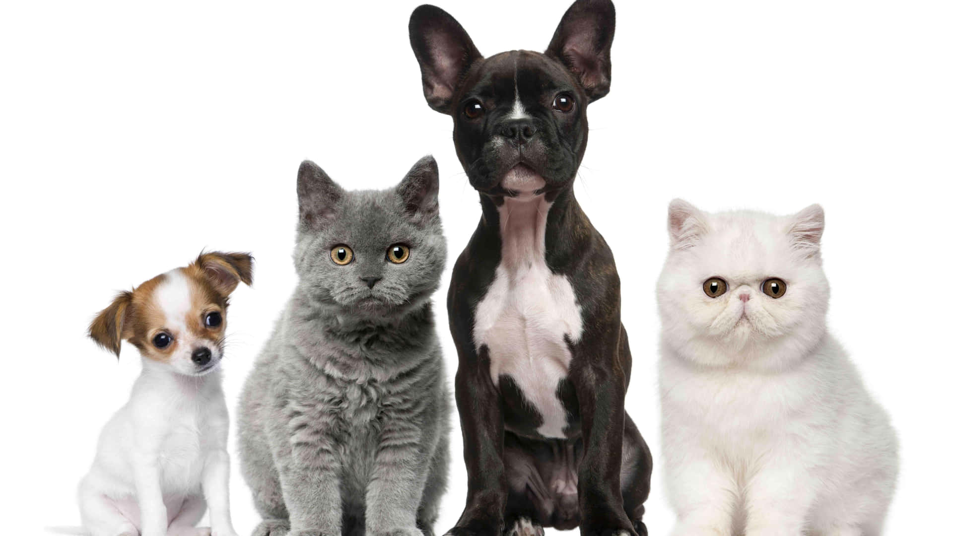 Adorable Puppies and Kittens Posing Together 壁紙 — 四隻可愛寵物：一隻白色小狗、一隻灰色貓咪、一隻黑白狗和一隻毛茸茸的白貓，並排坐在純白背景前。