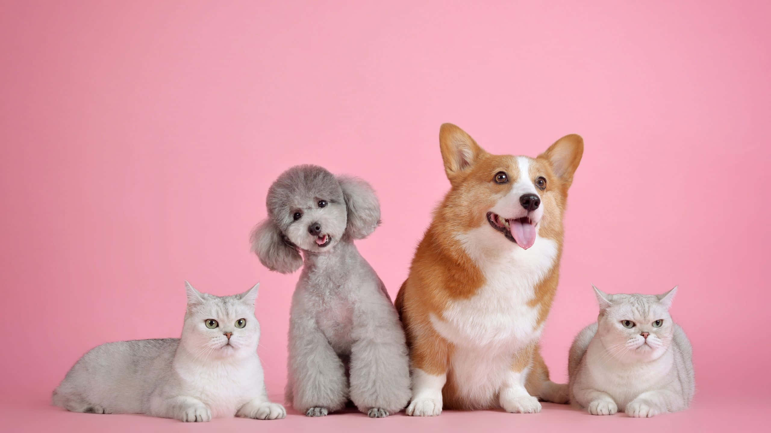 pets 桌布 壁紙 — 四隻可愛寵物一隻柯基犬、貴賓狗和兩隻貓咪在純粉紅色背景前一起擺姿勢。