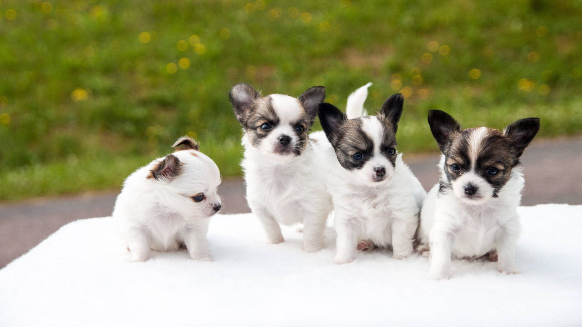 Puppies 桌布 壁紙 — 四隻可愛的吉娃娃幼犬，毛色黑白相間，一起坐在柔軟的白色毛毯上，背景是模糊的綠色草地。