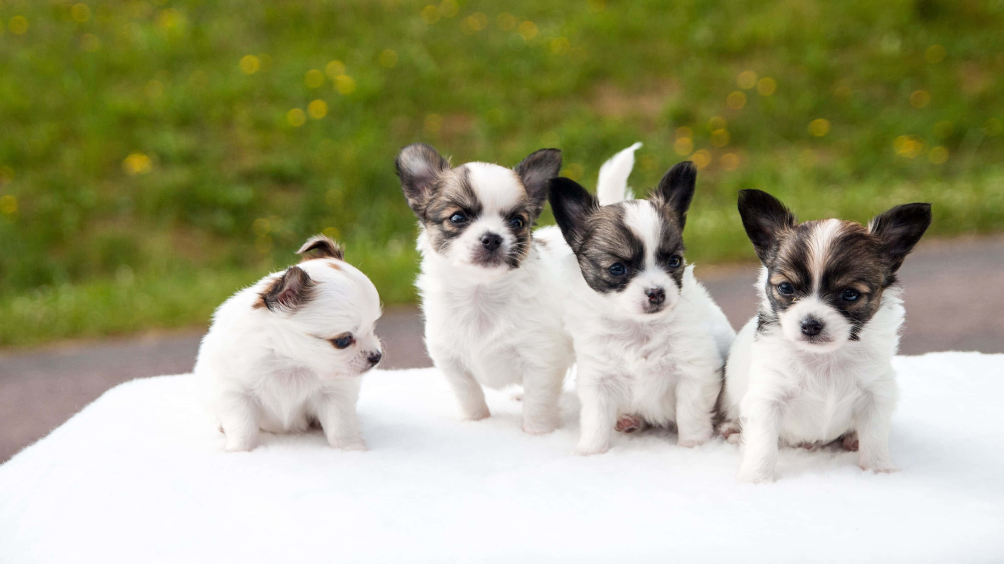 Chihuahua 桌布 壁紙 — 四隻可愛的吉娃娃幼犬，毛色黑白相間，一起坐在白色毯子上，背景是模糊的綠色草地。