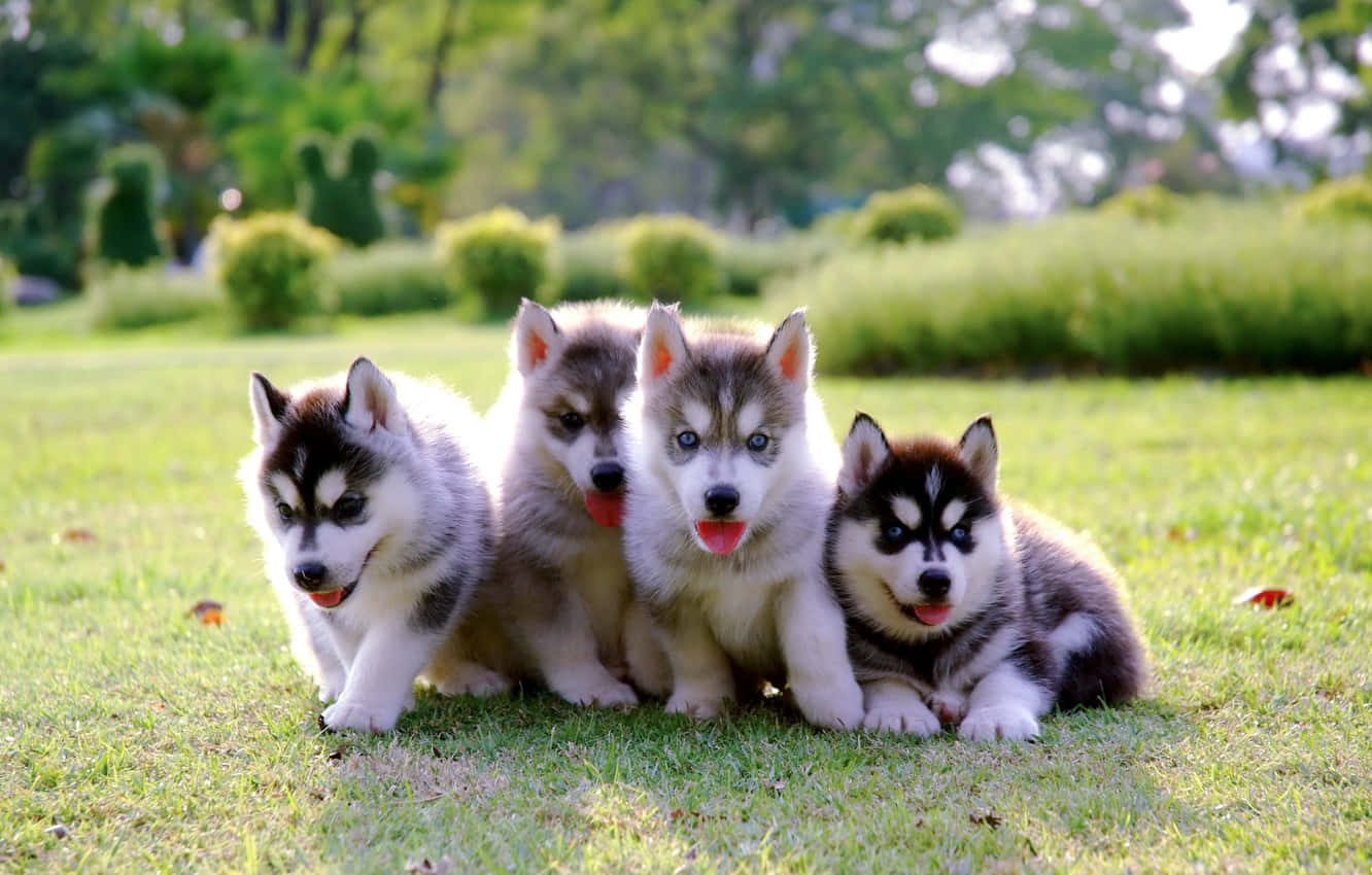 Puppies 桌布 壁紙 — 四隻可愛的哈士奇幼犬，擁有引人注目的藍色眼睛，一起坐在陽光普照的公園裡充滿活力的綠色草地上。
