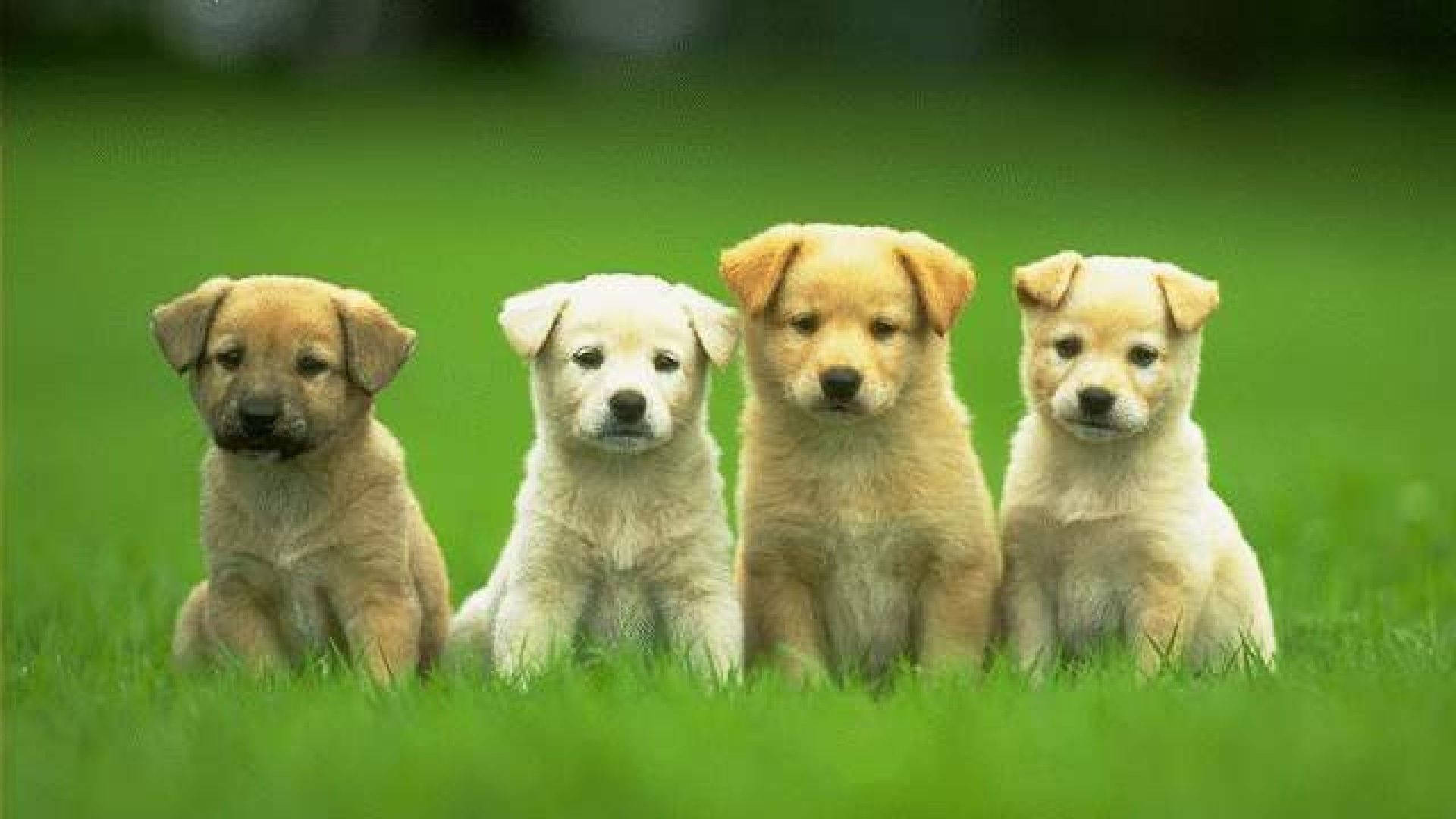 Puppies 桌布 壁紙 — 四隻可愛的小狗，毛髮柔軟，排排坐在鮮綠色的草地上，好奇地看著相機。