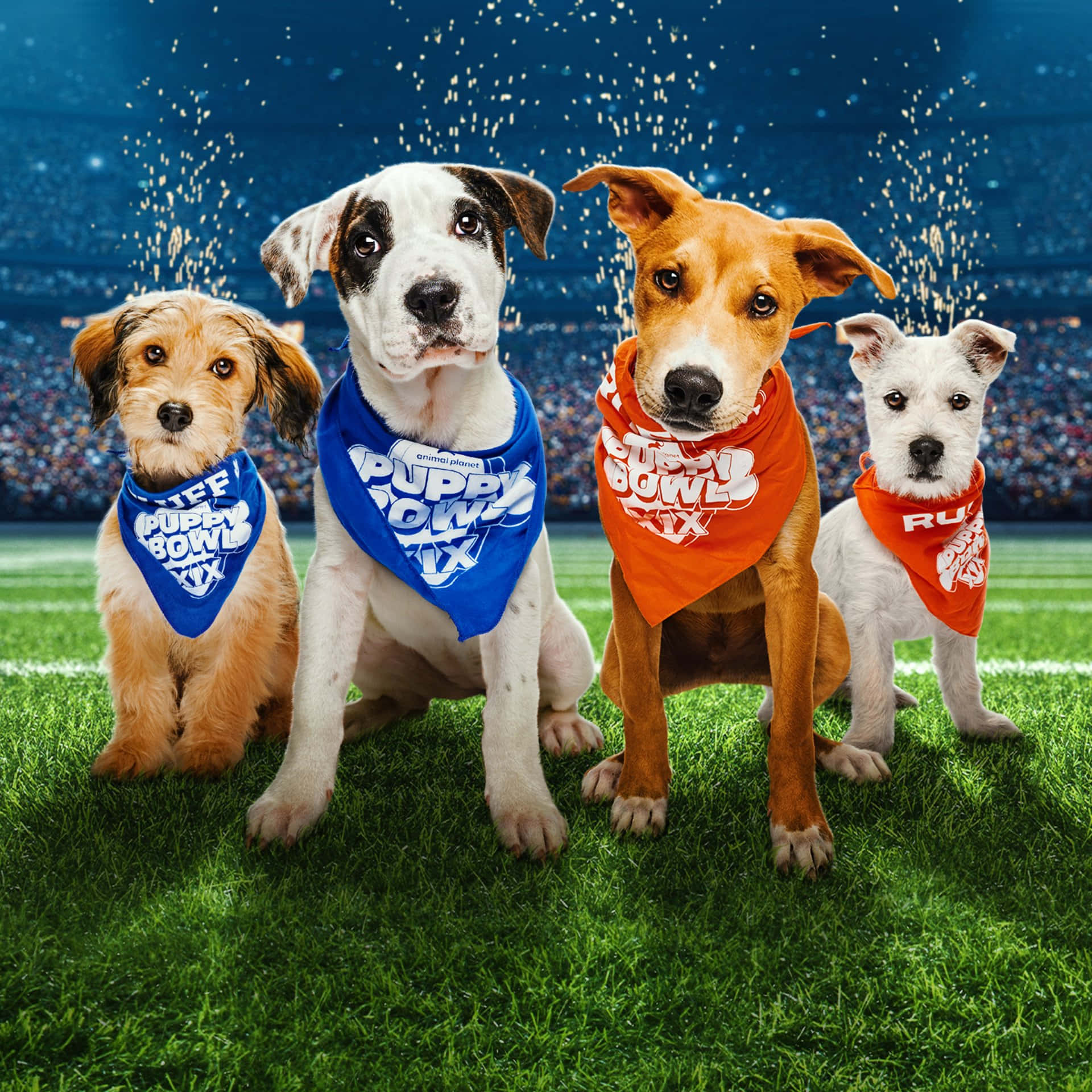 Puppies 桌布 壁紙 — 四隻可愛的小狗戴着隊伍頭巾，在球場燈光下自豪地坐在足球場上，五彩紙屑飄落。
