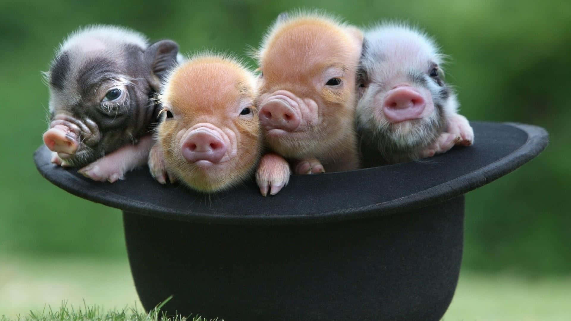 Pig 桌布 壁紙 — 四隻可愛的小豬，毛色各異，好奇地從黑色高頂帽的邊緣探出頭來，背景是柔和的綠色草地。