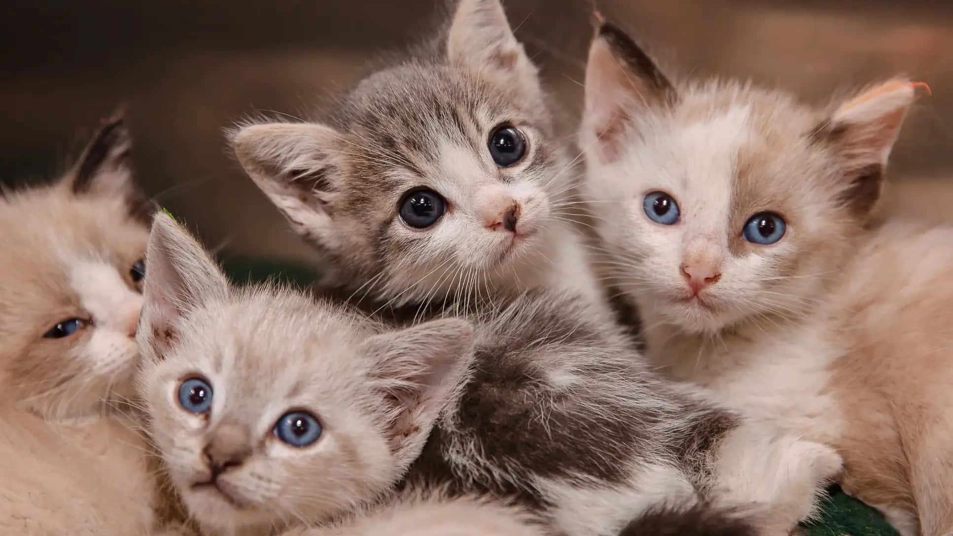 kittens 桌布 壁紙 — 四隻可愛的小貓咪，擁有引人注目的藍色眼睛，在柔和溫暖的燈光下好奇地凝視著鏡頭。