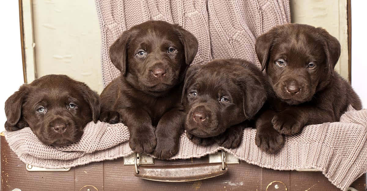 Labrador 桌布 壁紙 — 四隻可愛的巧克力拉布拉多小狗在鋪著舒適針織毯的復古行李箱上探頭張望。