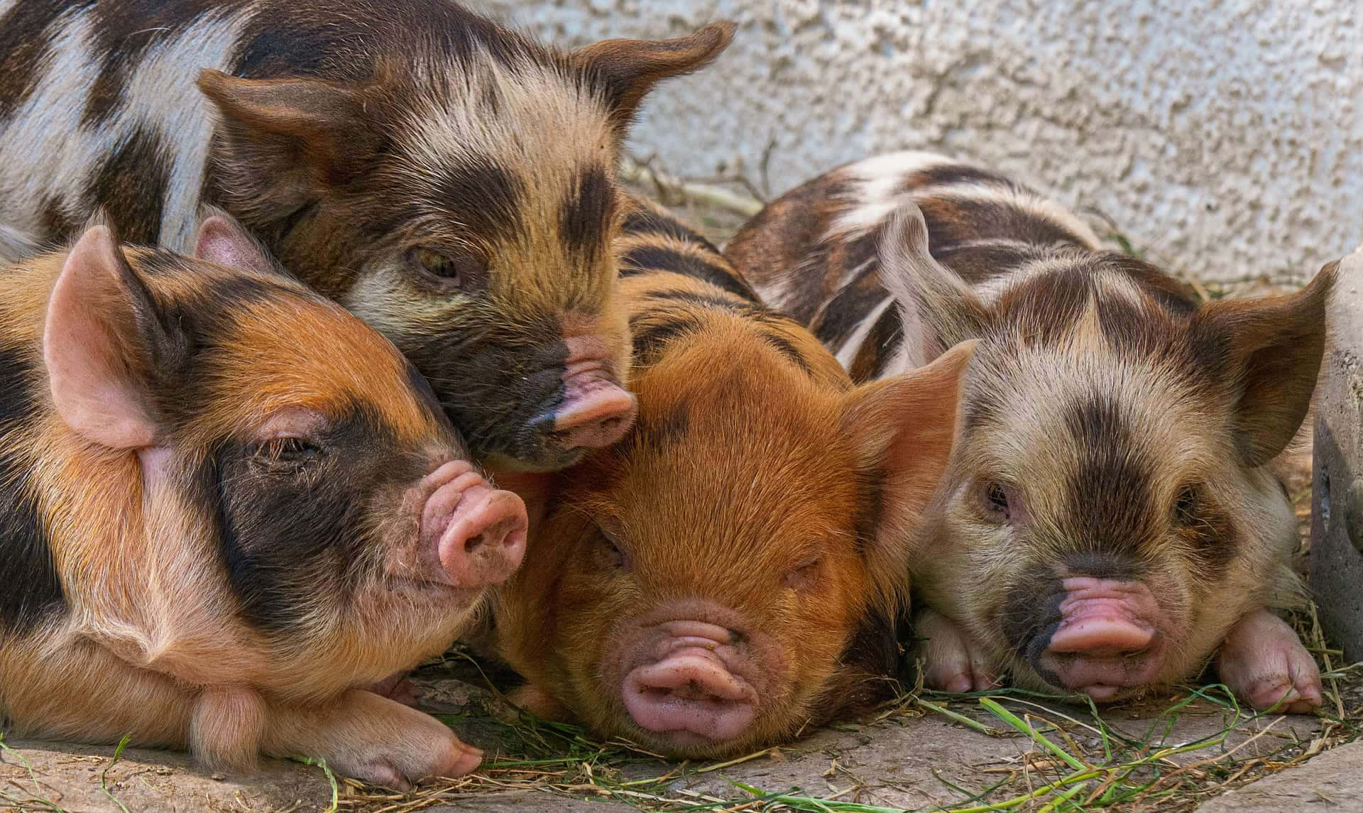 Pig 桌布 壁紙 — 四隻可愛的斑點小豬在草地上靠著混凝土牆依偎在一起。