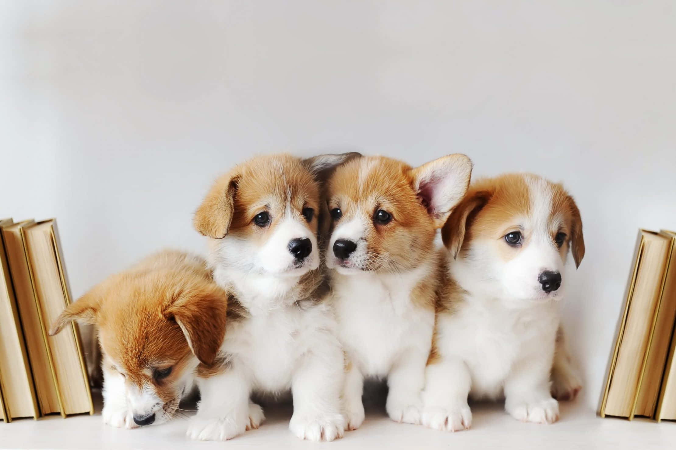 Puppy Dog 桌布 壁紙 — 四隻可愛的柯基幼犬，擁有蓬鬆的棕褐色和白色毛髮，一起坐在白色表面上，兩旁堆滿了復古書籍。