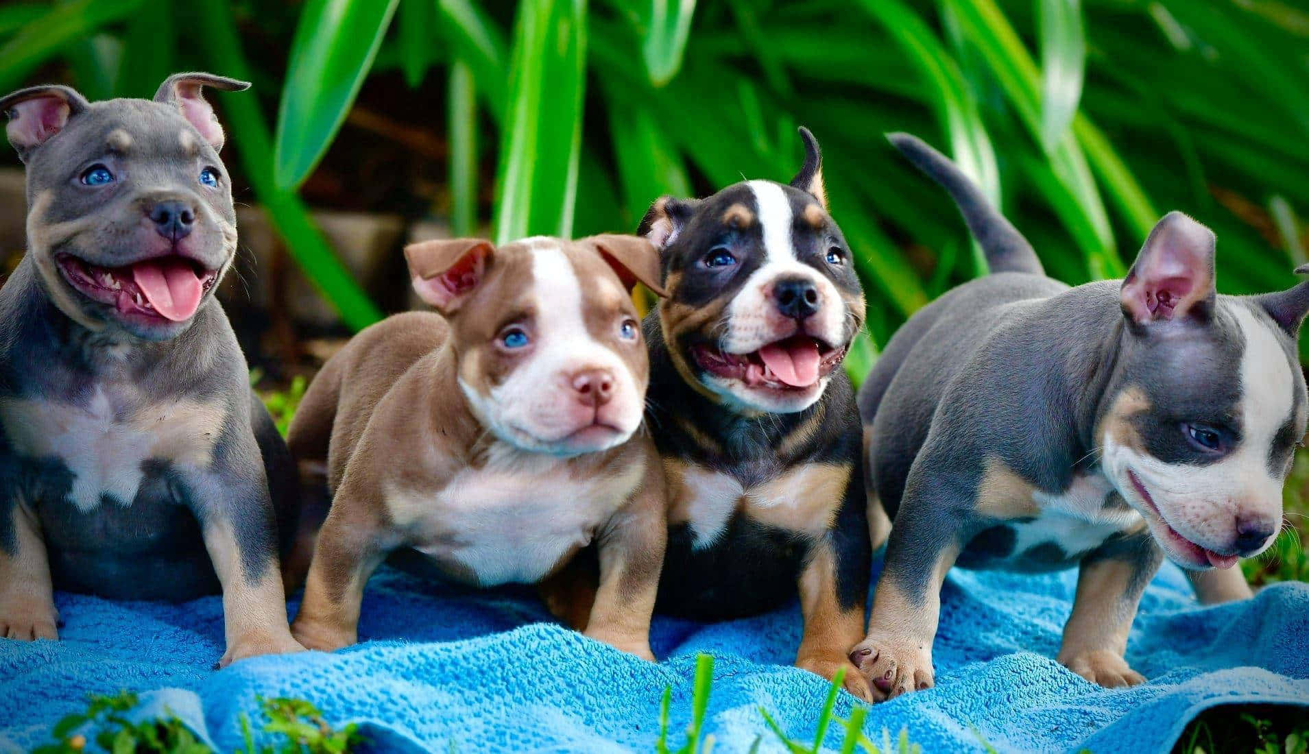 藍色 桌布 壁紙 — 四隻可愛的比特犬幼犬，擁有引人注目的藍色眼睛和多樣的毛色，快樂地坐在藍色毯子上，周圍是茂密的綠色樹葉。