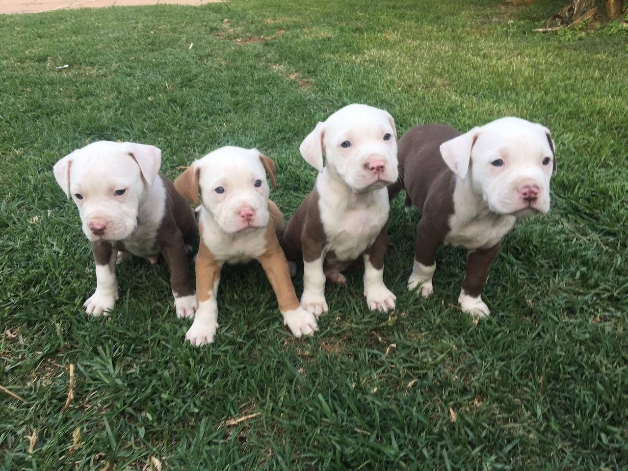 Pitbull Puppies 桌布 壁紙 — 四隻可愛的比特犬幼犬，有白色和棕色斑紋，一起站在充滿活力的綠色草地上。
