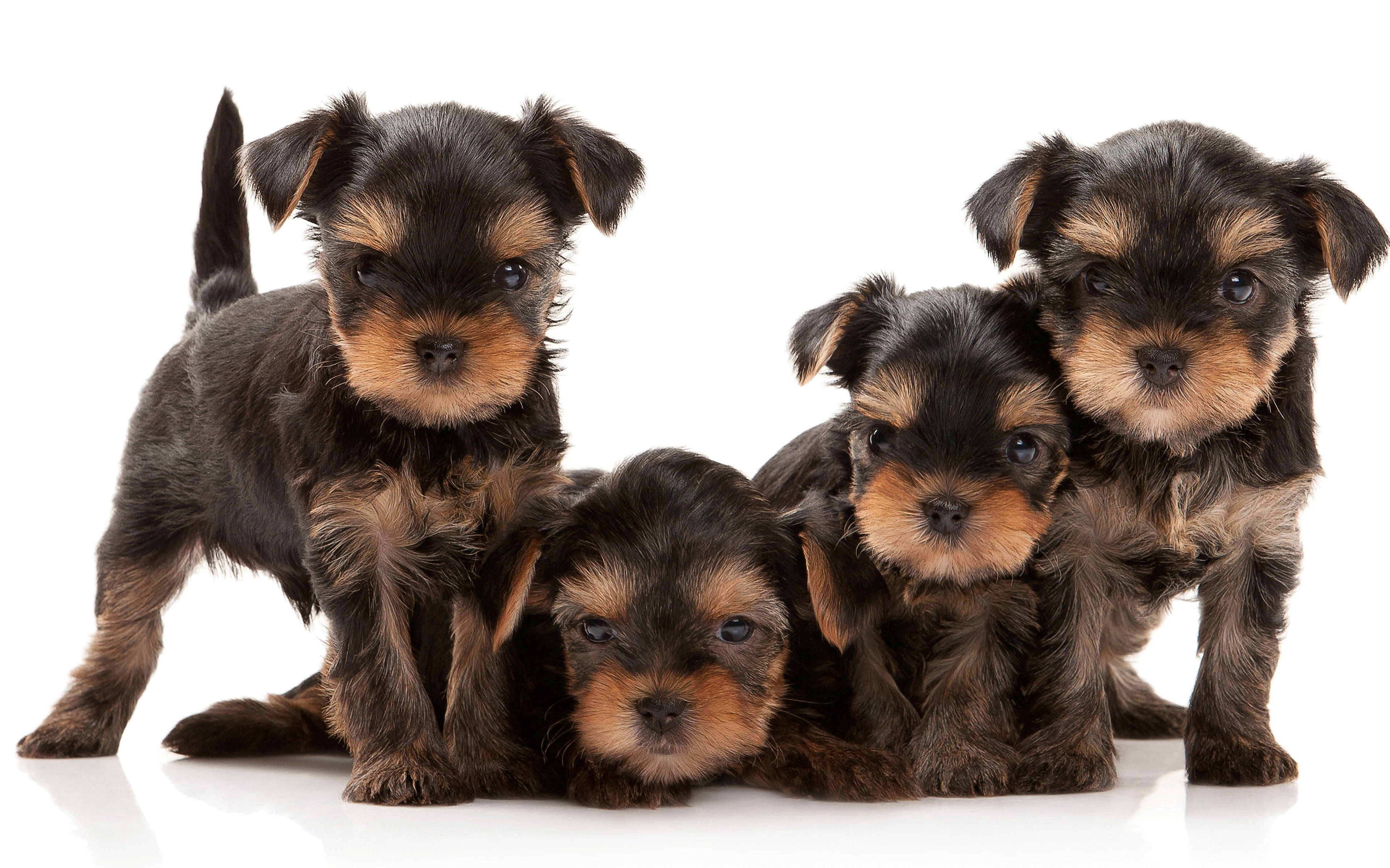 yorkie 桌布 壁紙 — 四隻可愛的約克夏㹴幼犬，擁有黑色和棕褐色毛髮，在明亮的白色背景上一起擺姿勢。