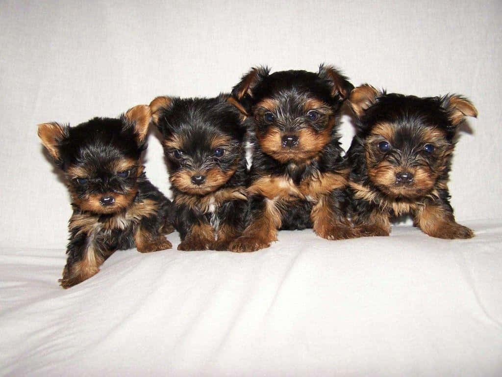 Teacup Yorkie 桌布 壁紙 — 四隻可愛的約克夏㹴幼犬，毛色黑褐相間，一起坐在白色布料表面上。