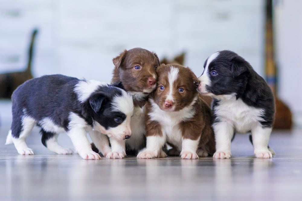 Puppy Desktop 桌布 壁紙 — 四隻可愛的邊境牧羊犬幼犬，有著引人注目的藍色眼睛，擠在一起在拋光地板上。