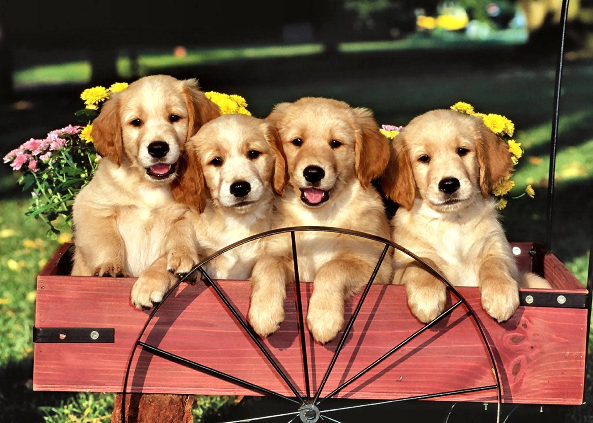 黃金獵犬幼犬 桌布 壁紙 — 四隻可愛的金毛尋回犬幼犬在陽光明媚的日子裡，開心地坐在一輛裝飾著黃色和粉紅色花朵的紅色手推車上。