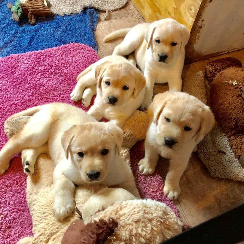 小狗 桌布 壁紙 — 四隻可愛的黃色拉布拉多幼犬在色彩繽紛的地毯和毛絨玩具上休息，置身舒適的室內環境。