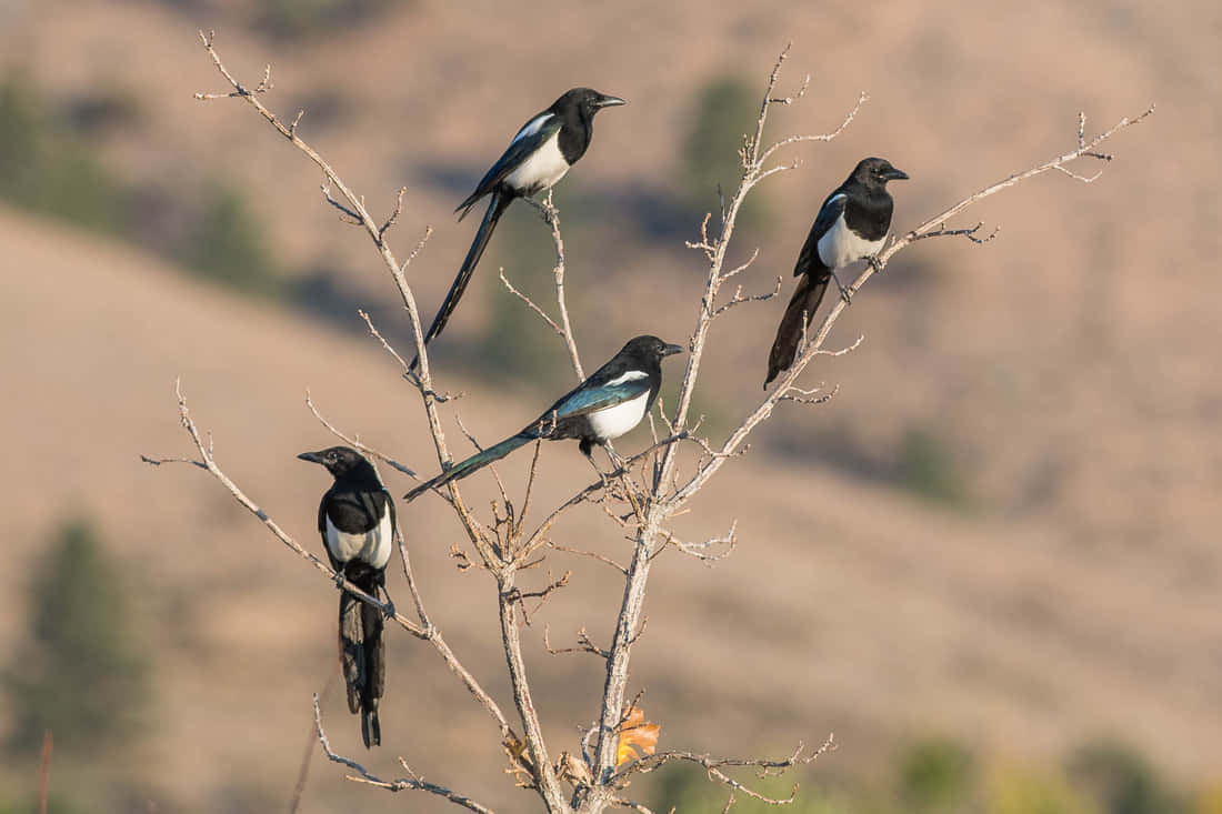 Magpies And Crows 桌布 壁紙 — 四隻喜鵲棲息在光禿禿的樹枝上，背景是模糊的山坡，柔和日光下。