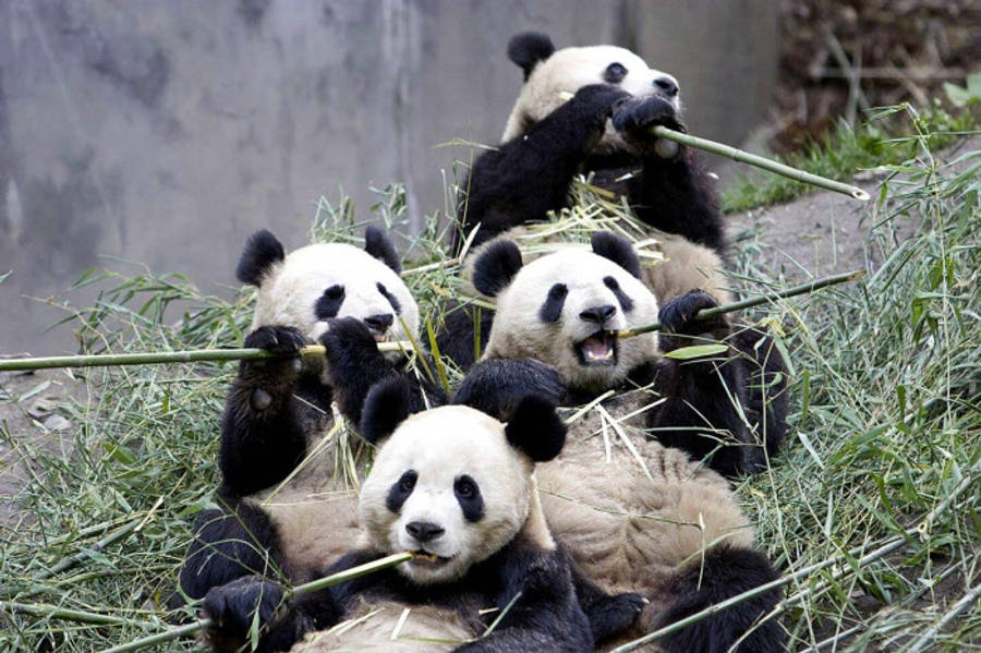 Beautiful Panda 桌布 壁紙 — 四隻大熊貓在竹林中休憩，在自然主義的圍欄內以放鬆的表情咀嚼竹莖。