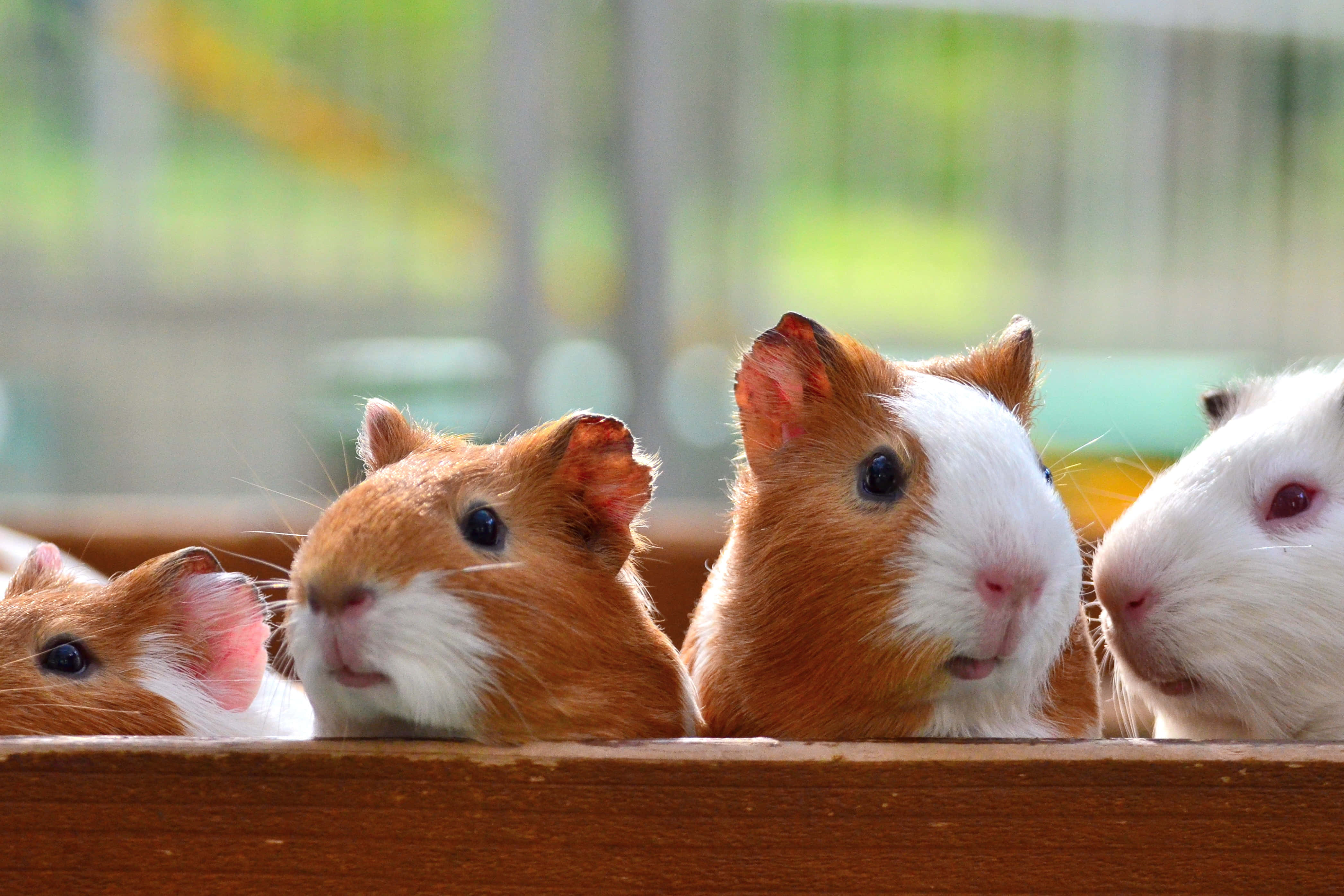 guinea pig 桌布 壁紙 — 四隻好奇的天竺鼠，毛色橙白相間，在柔和自然光線下從木柵欄上方探頭張望。