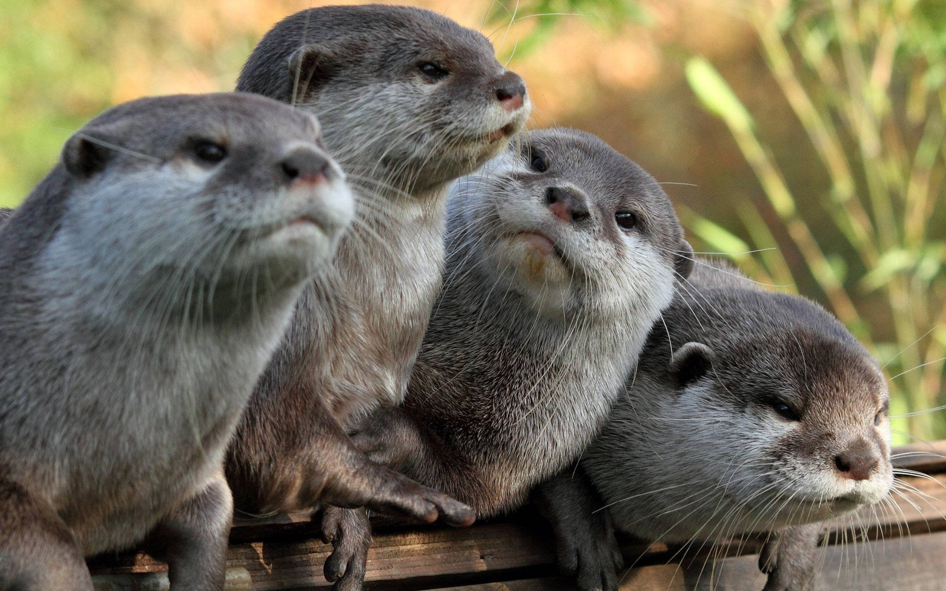 Otter 桌布 壁紙 — 四隻好奇的水獺，毛髮濕潤，鬍鬚分明，一起棲息在陽光普照的自然環境中的木架上。