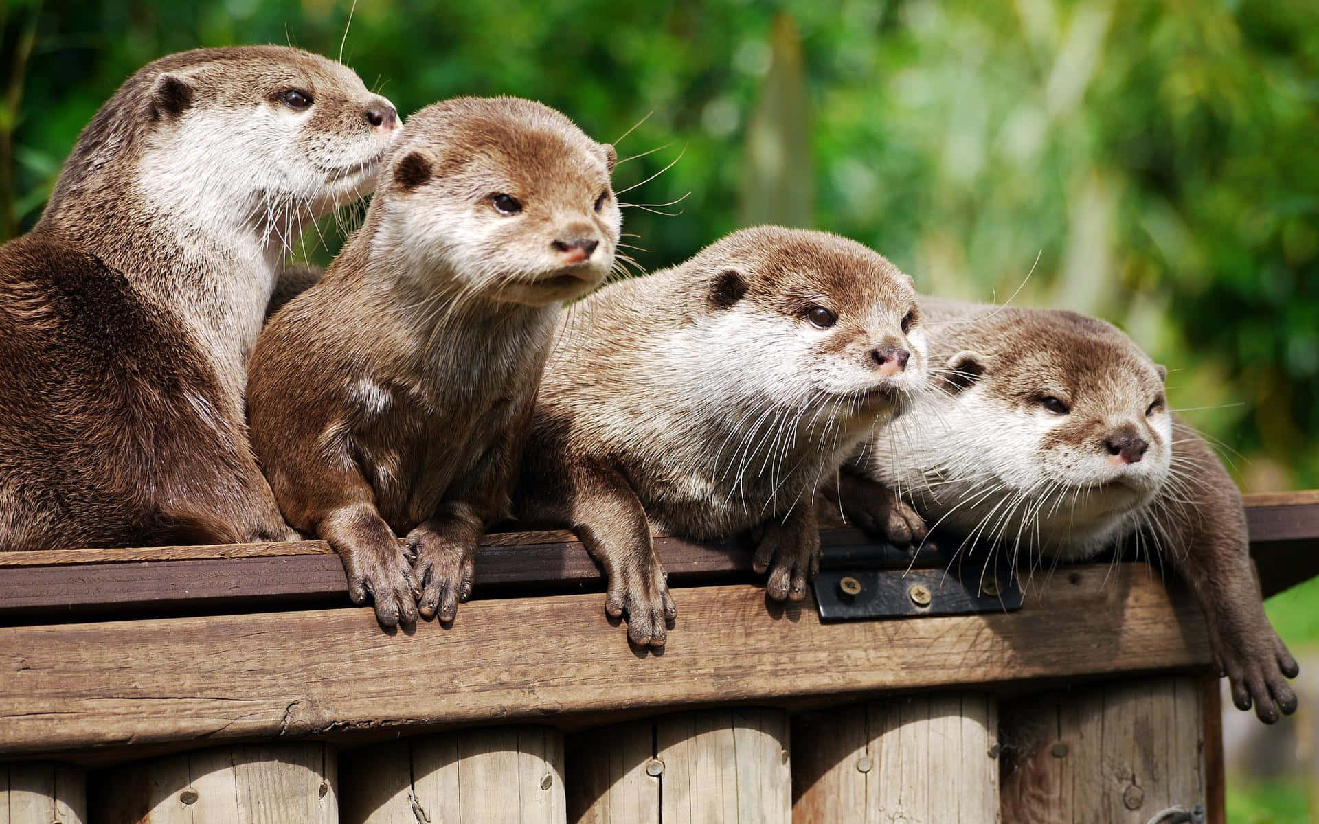 Otter 桌布 壁紙 — 四隻好奇的水獺棲息在一個風化的木籬笆上，背景是茂密的綠色。