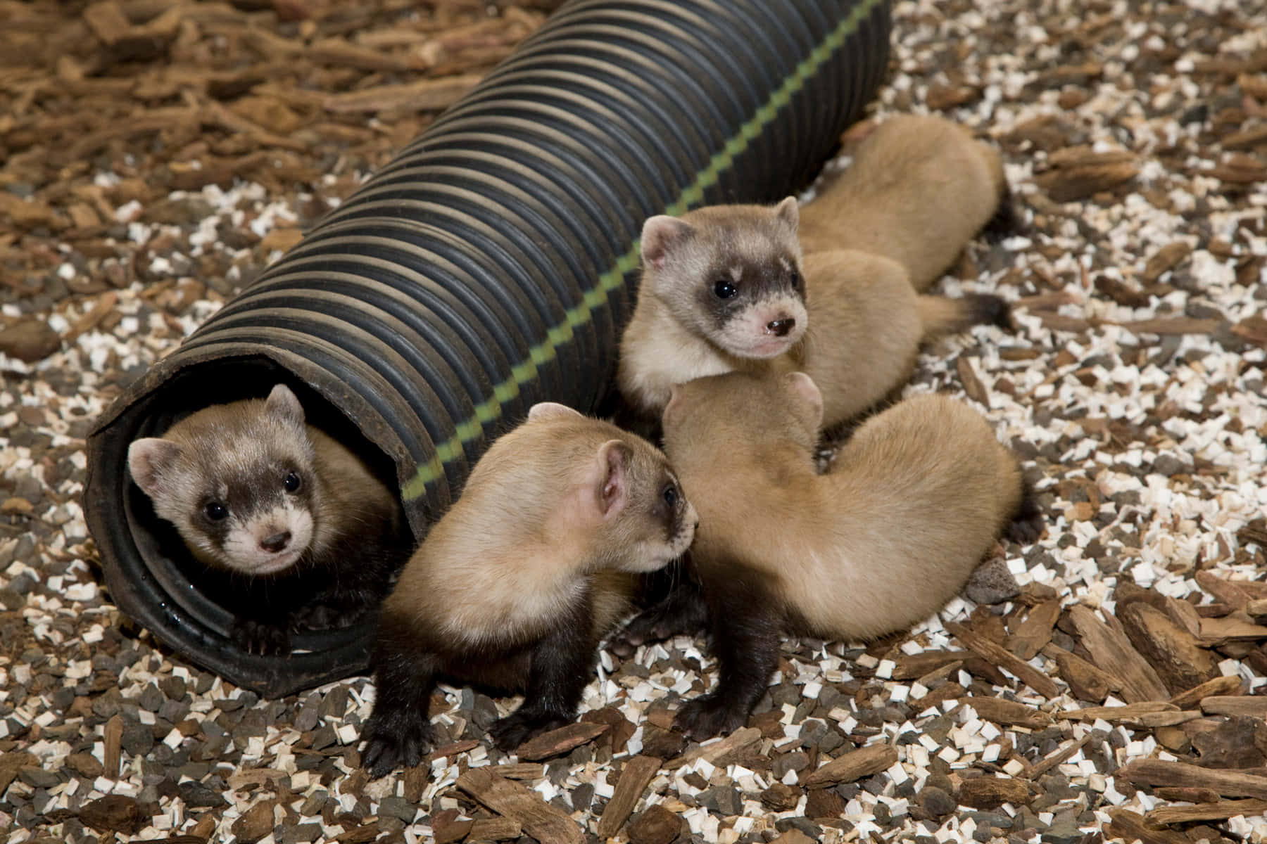 Ferret 桌布 壁紙 — 四隻好奇的雪貂寶寶從木屑墊料上的黑色波紋管探出頭來。