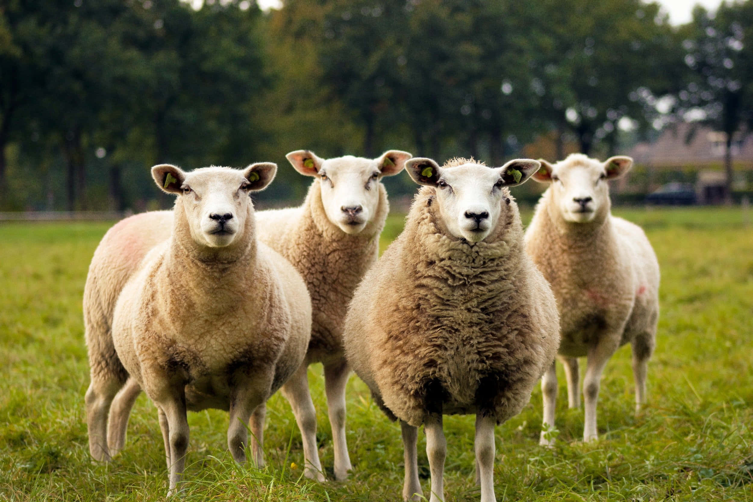 Sheep 桌布 壁紙 — 四隻帶有標籤耳朵的蓬鬆綿羊在柔和的日光下警覺地站在充滿活力的綠色牧場上。