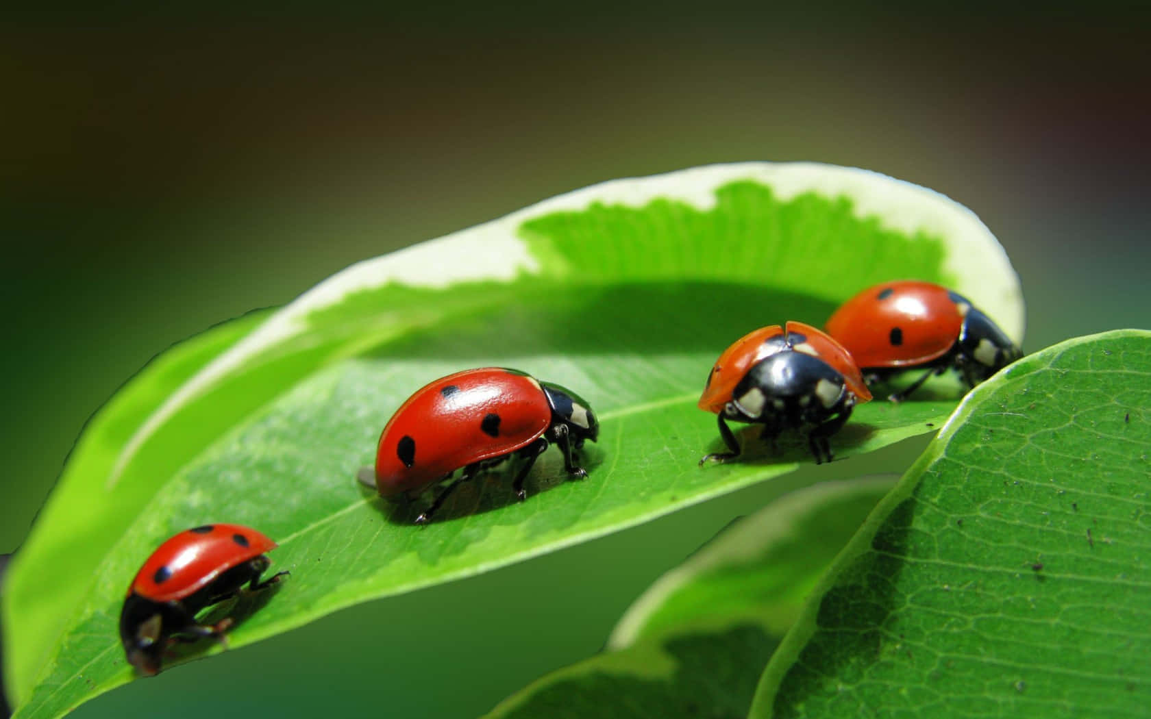 Spring Ladybugs 桌布 壁紙 — 四隻帶有黑色斑點的鮮紅色瓢蟲，在柔和自然光下，爬過一片帶有白色斑紋的茂盛綠葉。