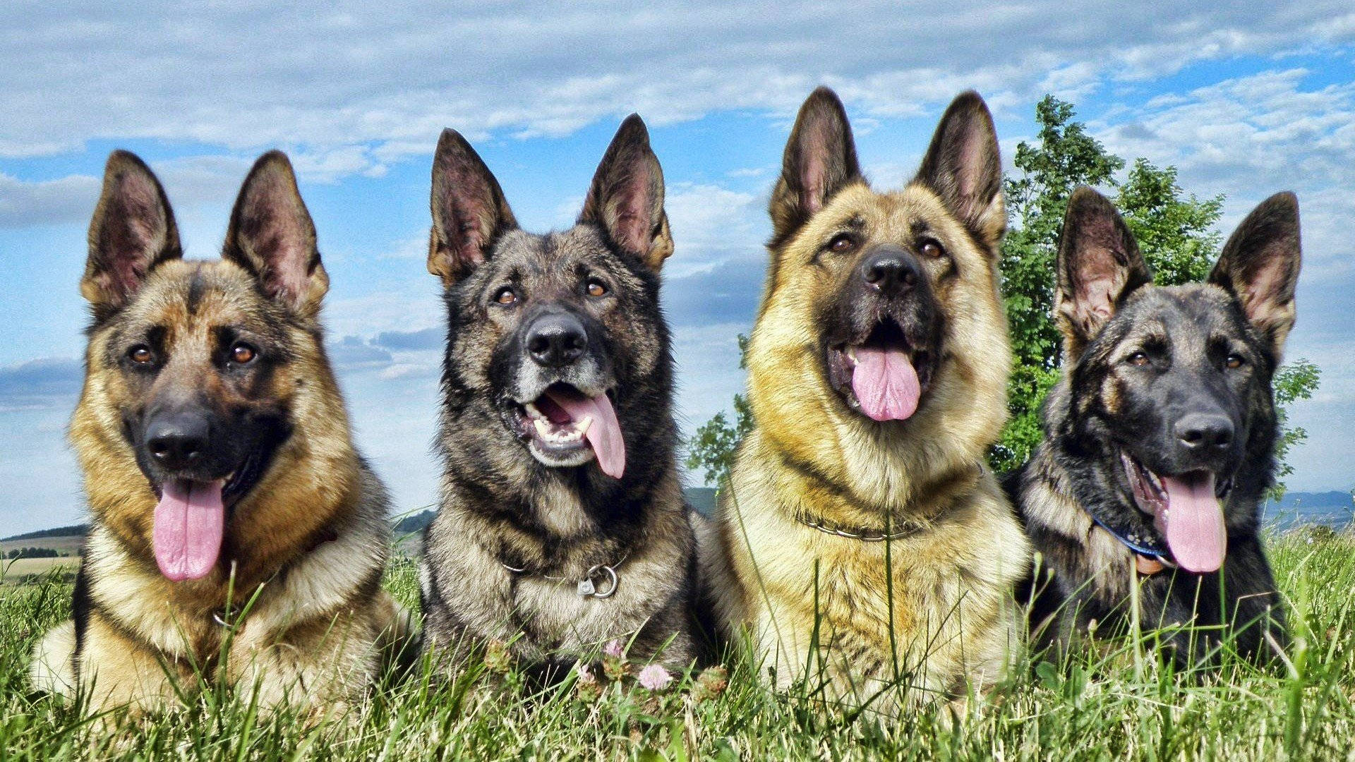 German 桌布 壁紙 — 四隻快樂的德國牧羊犬在陽光明媚、綠草如茵的田野上，在藍天白雲下伸出舌頭喘氣。