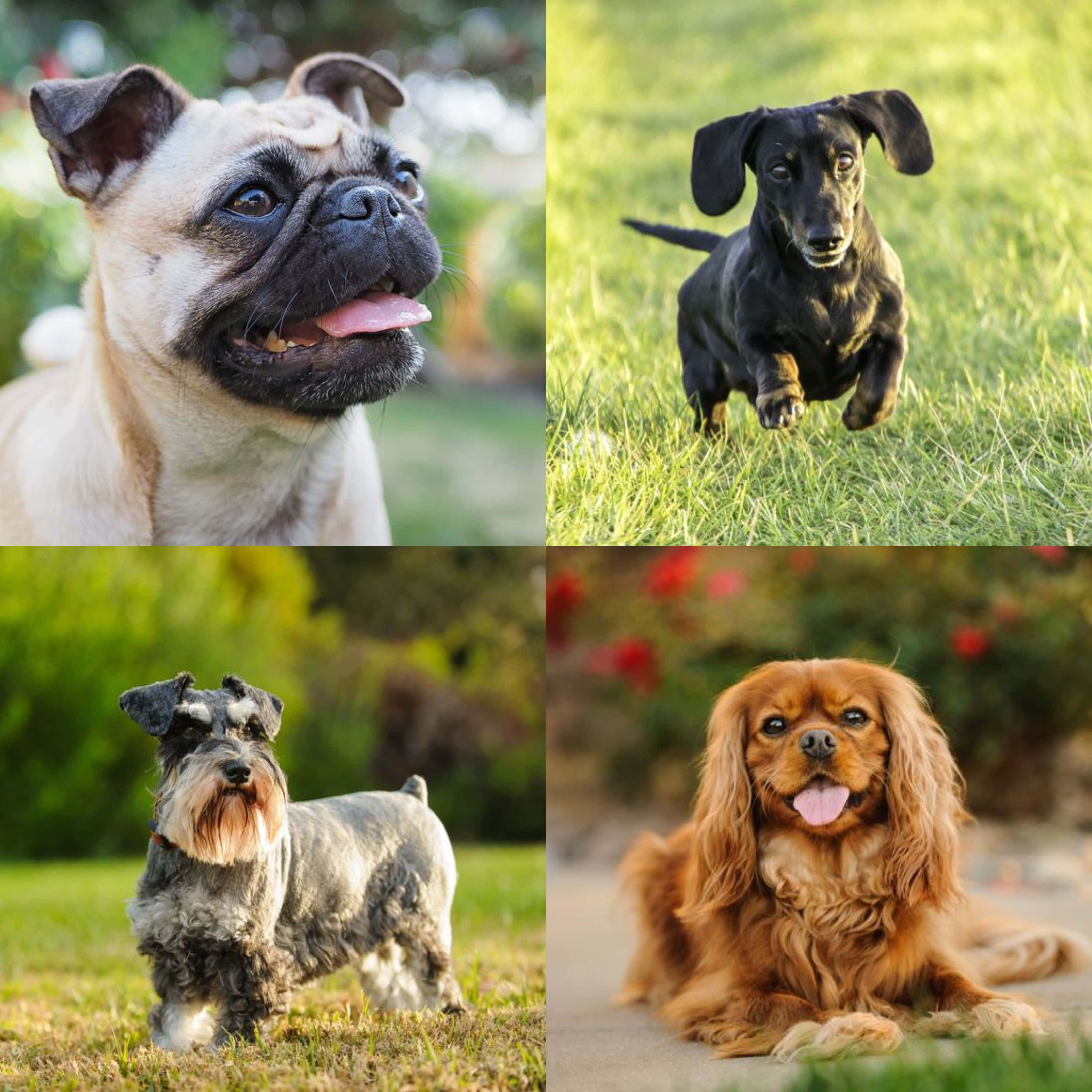 狗 桌布 壁紙 — 四隻快樂的狗狗各自在戶外肖像中：一隻巴哥犬、臘腸犬、雪納瑞犬和騎士查理王小獵犬。