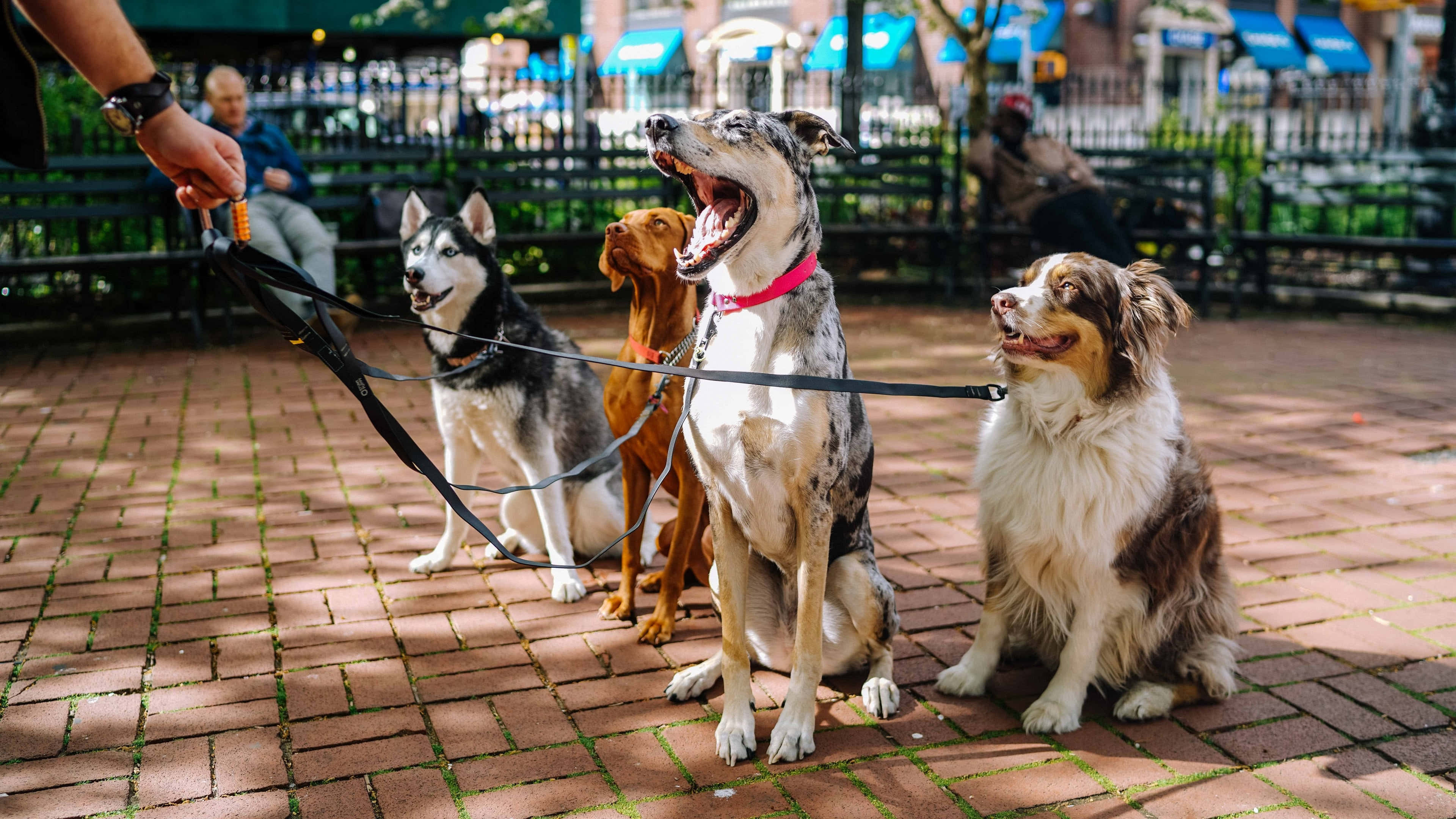 Dogs 桌布 壁紙 — 四隻快樂的狗繫著狗繩，警覺地坐在陽光普照的磚砌廣場上，背景有人和綠化。