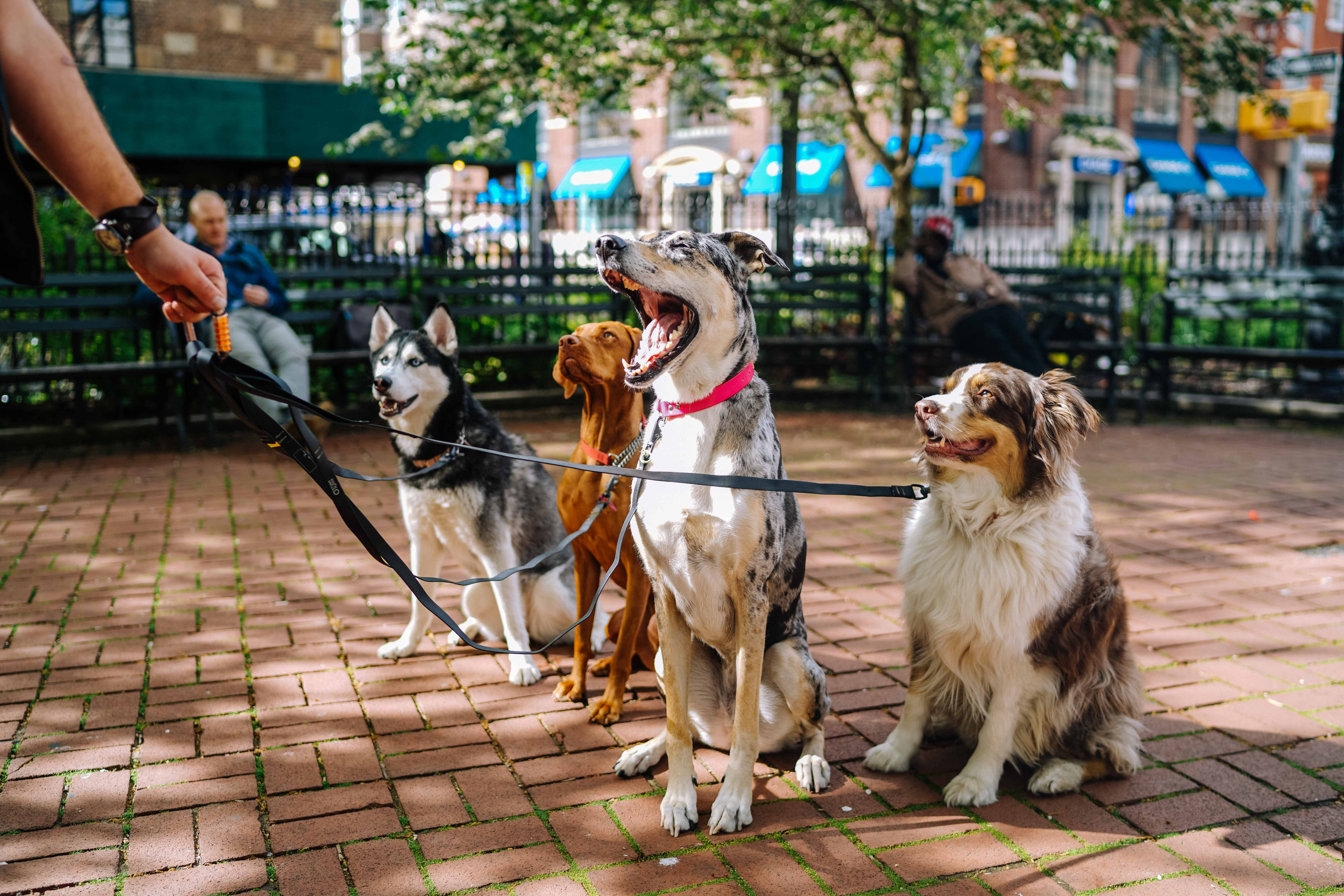 寵物動圖 桌布 壁紙 — 四隻快樂的狗繫著狗繩，警覺地坐在陽光普照的磚砌廣場上，背景有人群和綠化。