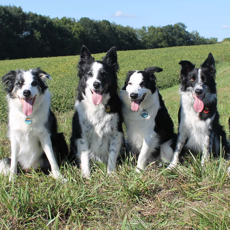 border collie 桌布 壁紙 — 四隻快樂的黑白邊境牧羊犬一起坐在陽光明媚的草地上，背景有樹木。