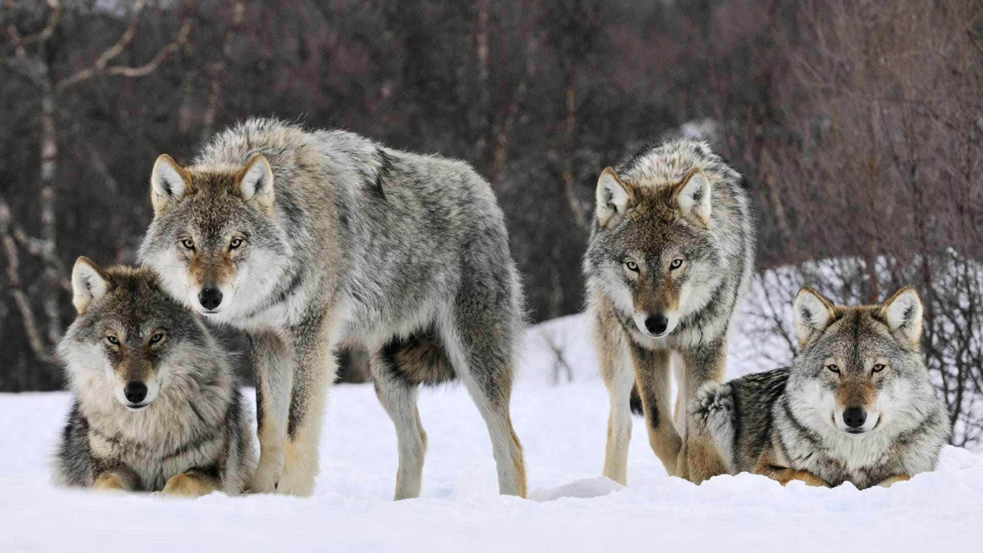 Wolf Pack 桌布 壁紙 — 四隻擁有厚實灰色毛皮的狼在深雪中警覺地站立，背景是光禿的冬季樹木。