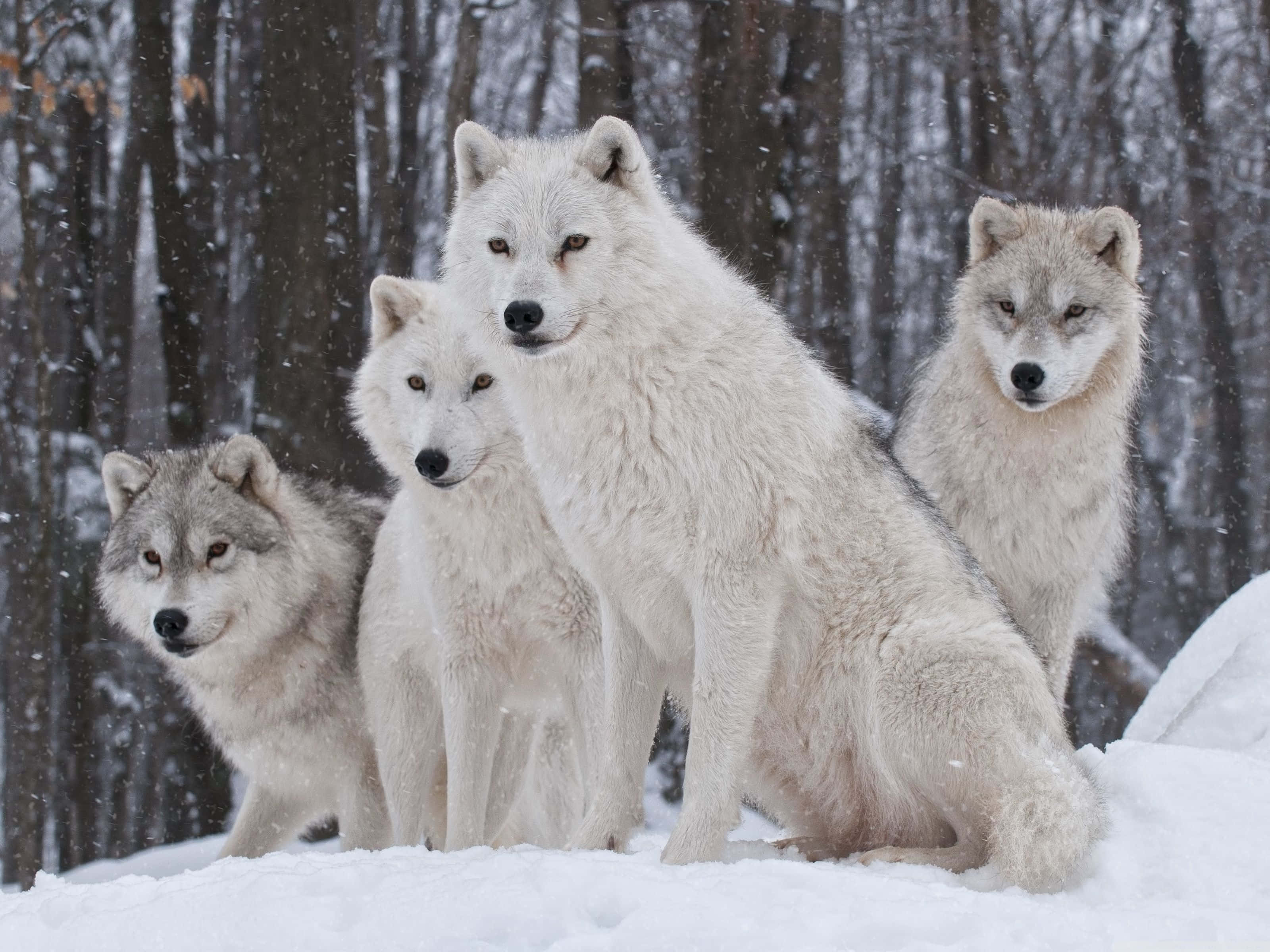 animals 桌布 壁紙 — 四隻擁有厚實白色和灰色毛皮的狼警覺地坐在白雪覆蓋的森林中，雪花在它們周圍飄落。