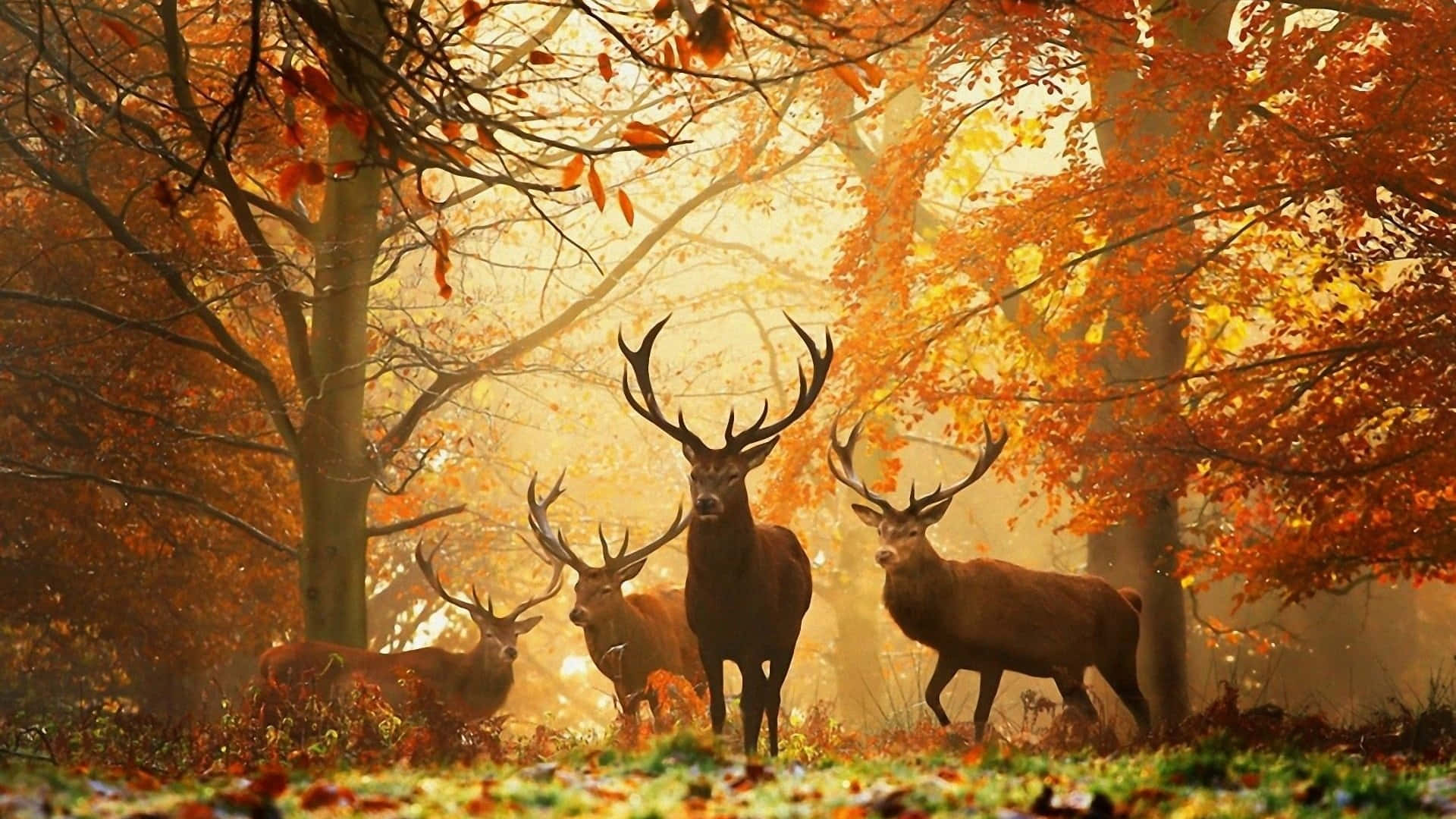 Cool Fall 桌布 壁紙 — 四隻擁有巨大鹿角的高貴鹿隻，站在陽光明媚的秋日森林中，沐浴在透過鮮豔橙色樹葉灑落的金色光芒裡。