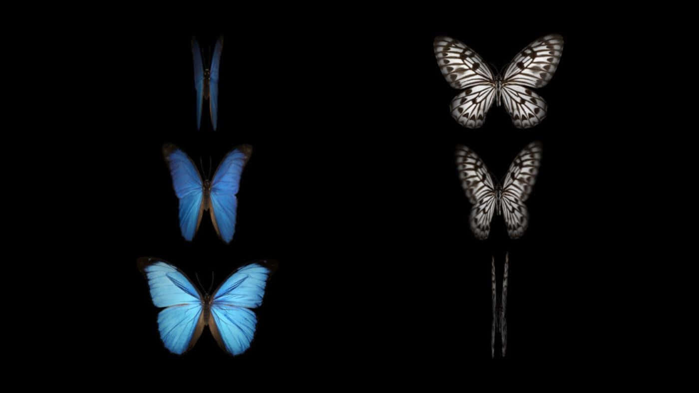 Butterfly Watching 桌布 壁紙 — 四隻擁有鮮豔藍色和複雜白色翅膀的蝴蝶，在純黑色背景上被孤立出來。