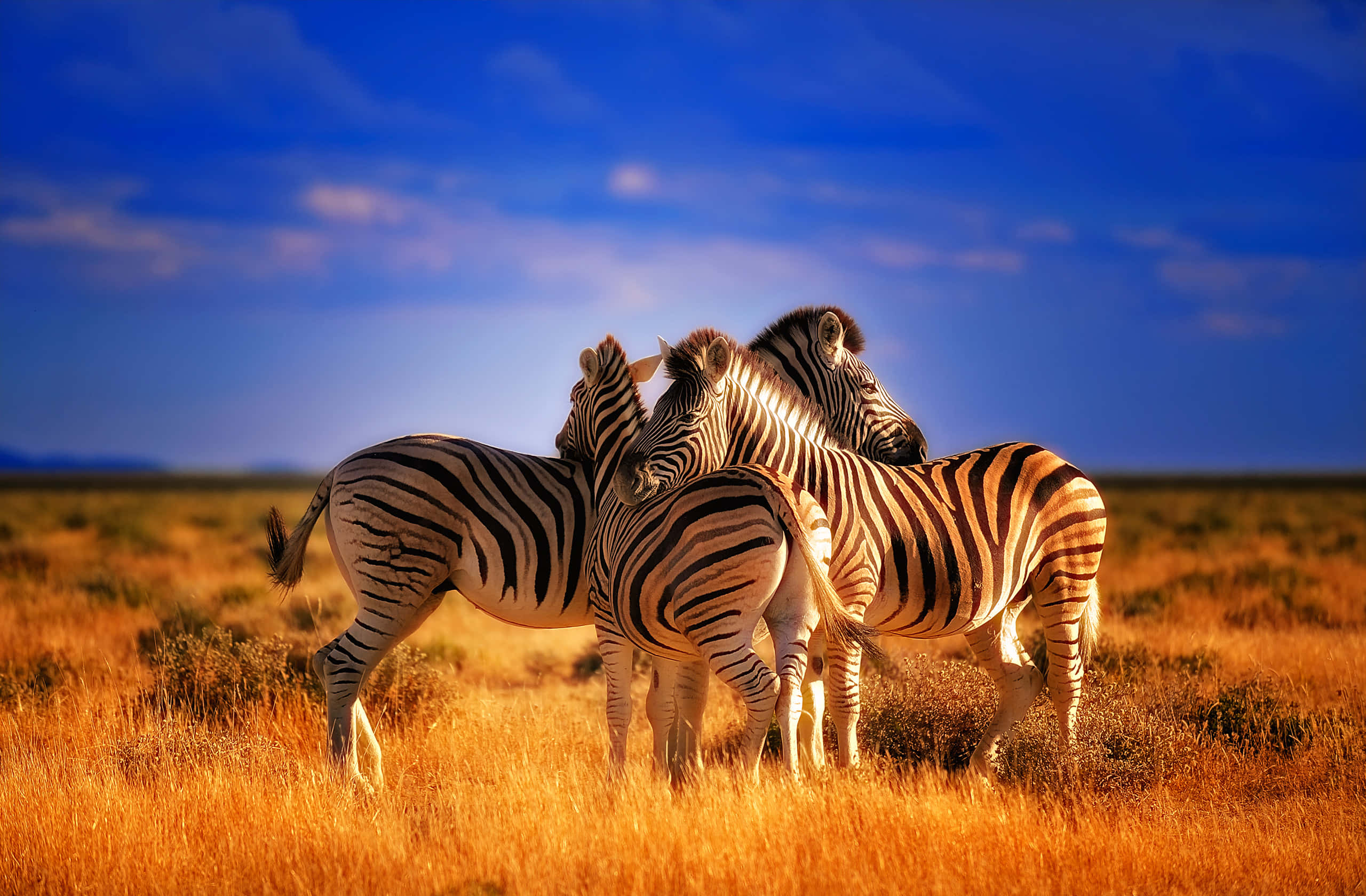 Zebra 桌布 壁紙 — 四隻斑馬在金色的草叢中緊密地站在一起，天空是深藍色，有散落的雲朵。