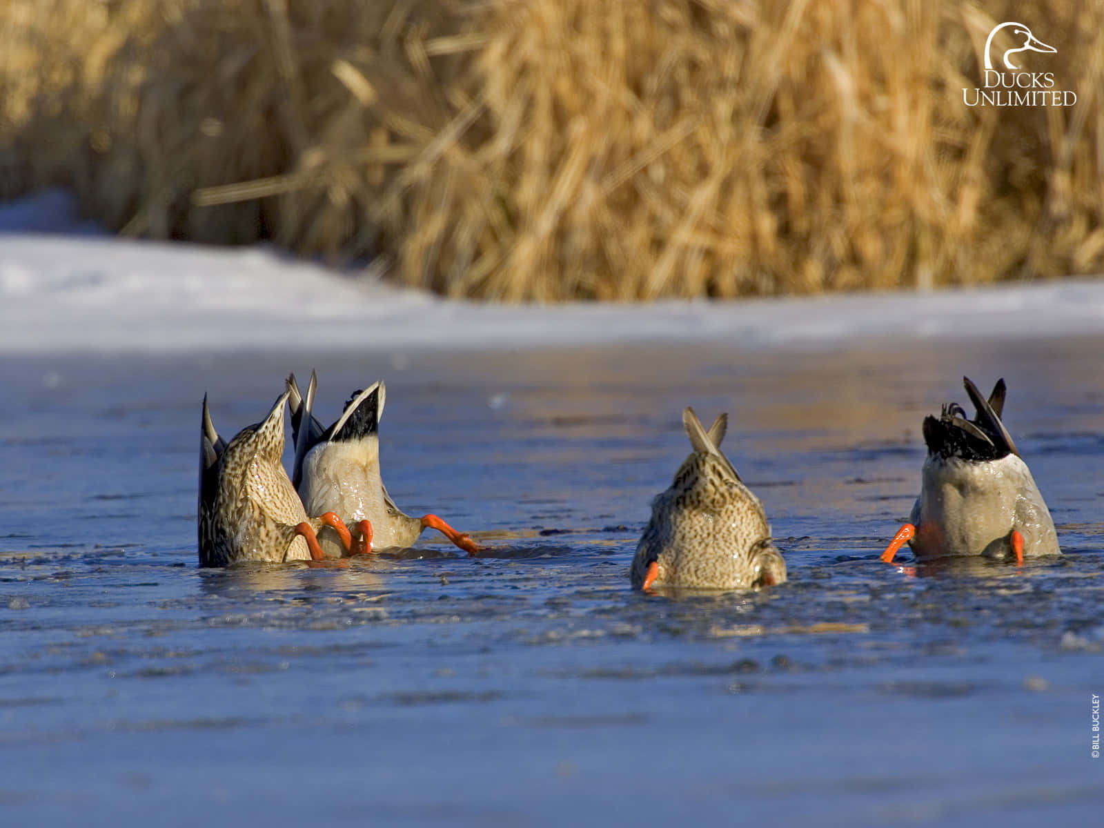 Duck Hunting Desktop 桌布 壁紙 — 四隻橙腳斑點羽毛的鴨子在冰雪水邊的雪和乾蘆葦旁覓食。