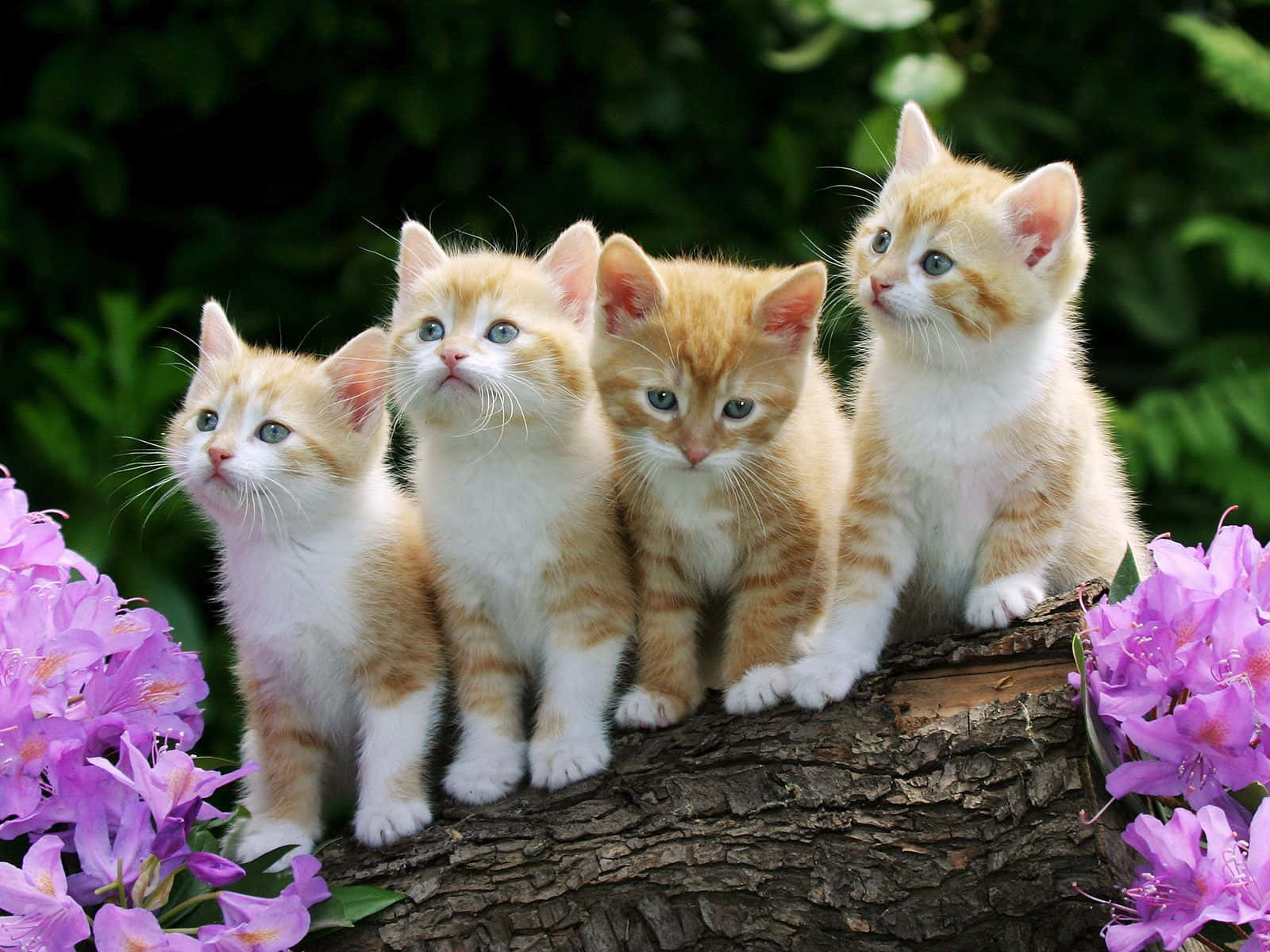 kitty cat 桌布 壁紙 — 四隻橙色和白色、藍眼睛的小貓咪一起坐在樹枝上，周圍環繞著紫色花朵和綠色樹葉。