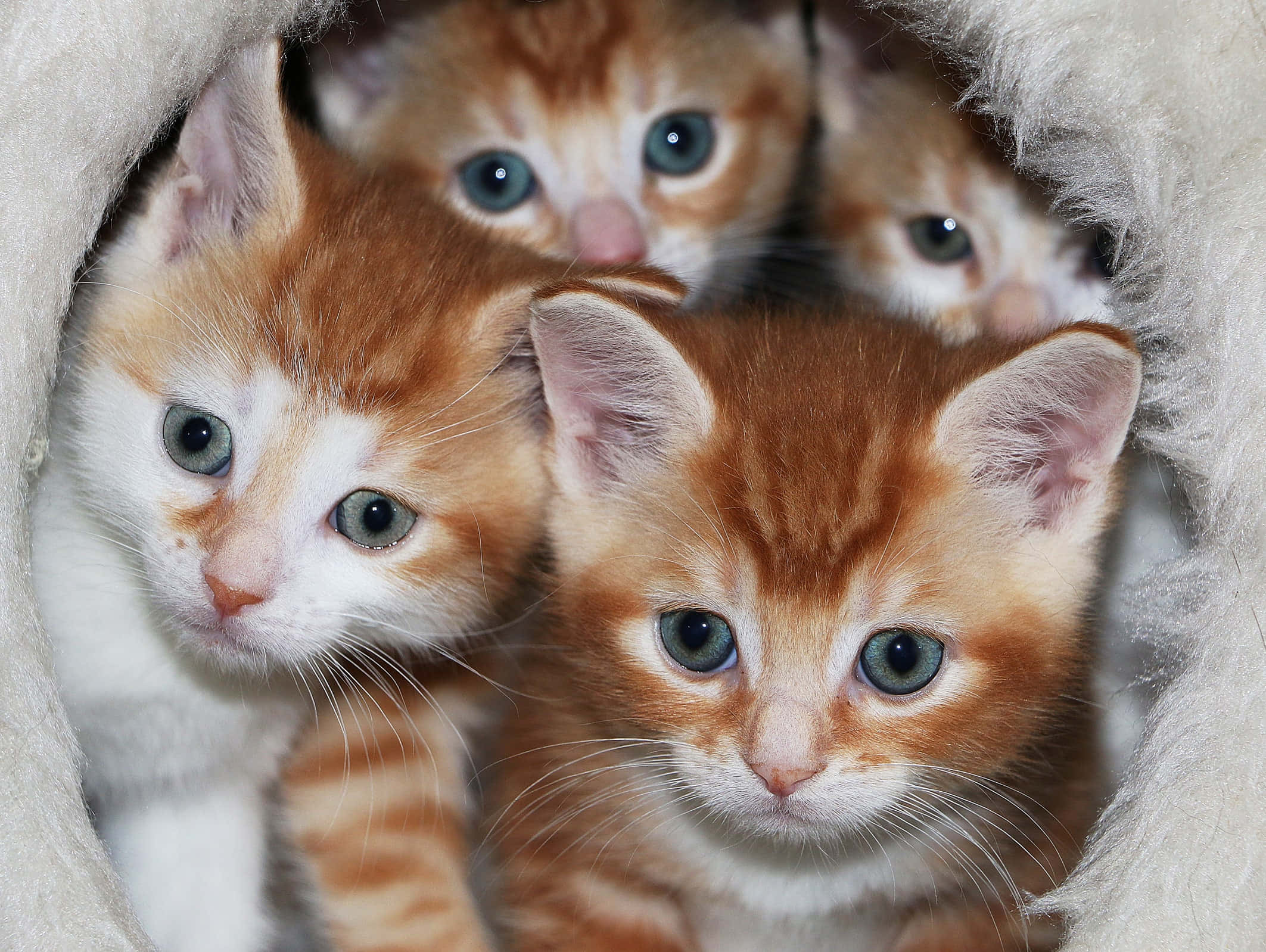 Cute Kittens 桌布 壁紙 — 四隻橙色和白色的小貓，有著引人注目的藍色眼睛，好奇地從柔軟蓬鬆的隧道中探出頭來。