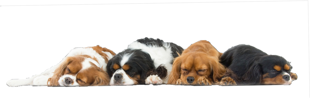睡眠 桌布 壁紙 — 四隻毛色各異的三色騎士查理王小獵犬在純黑背景前整齊地排成一排，安詳入睡。