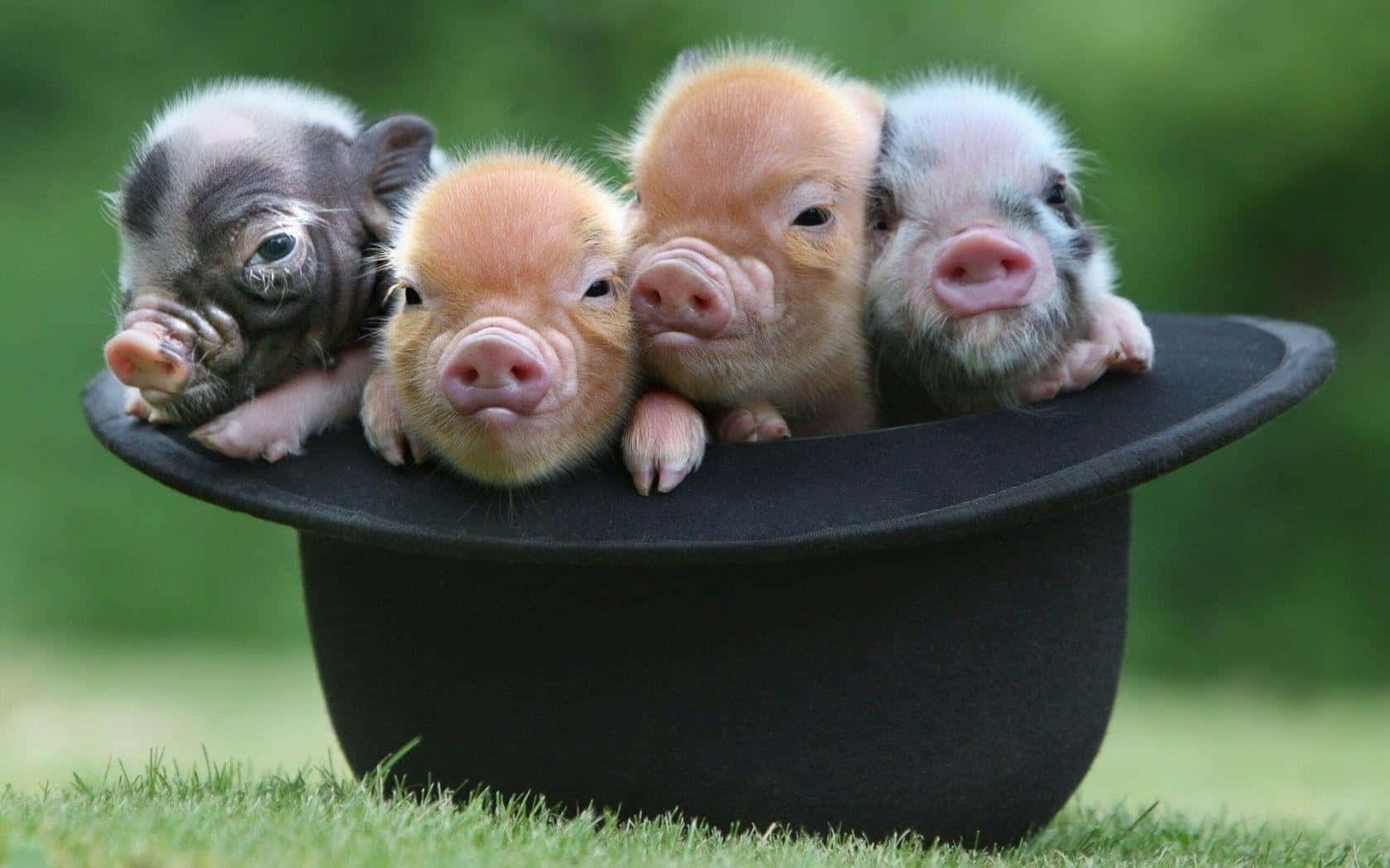 Piglet 桌布 壁紙 — 四隻毛色各異的可愛小豬，好奇地從放在綠色草地上的黑色高頂禮帽邊緣探出頭來。