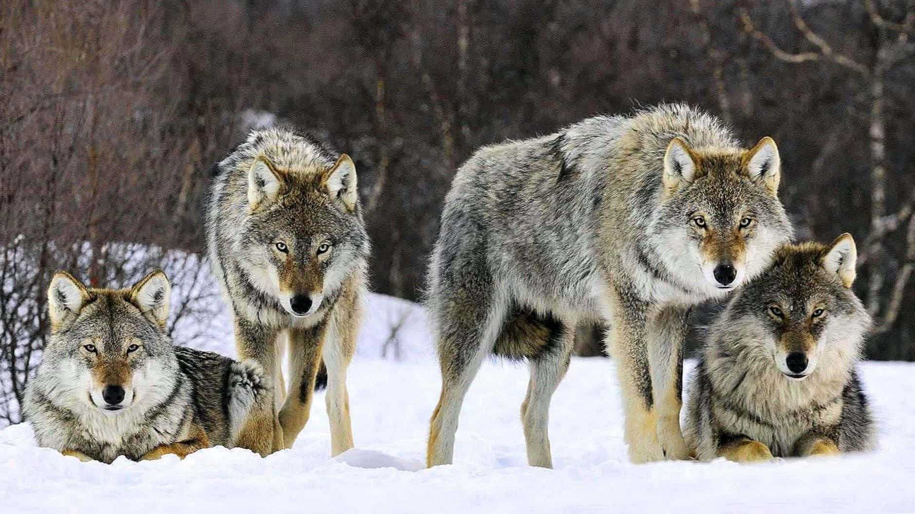 Cute Wolves 桌布 壁紙 — 四隻毛色灰厚的狼在深雪中警覺地站著和坐著，背景是光禿禿的冬天樹木。