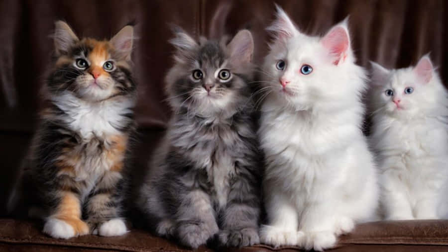 Maine Coon Kittens 桌布 壁紙 — 四隻毛茸茸、大眼睛的小貓咪並排坐在棕色皮沙發上，樣子好奇。