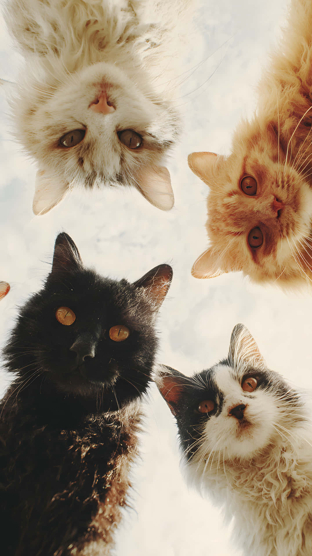 Four curious cats looking up closeup 壁紙 — 四隻毛茸茸、毛色各異的貓咪在柔和的白色背景下俯視鏡頭。