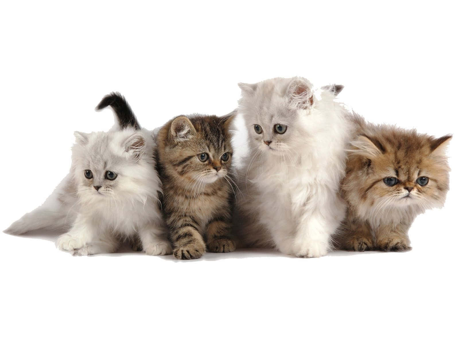 kittens 桌布 壁紙 — 四隻毛茸茸、顏色和花紋各異的小貓咪，在純白背景前坐成一排。